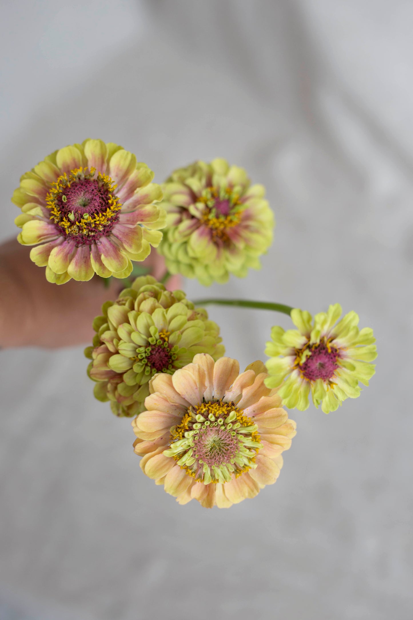 Isotsinnia Queen Lime Blush
