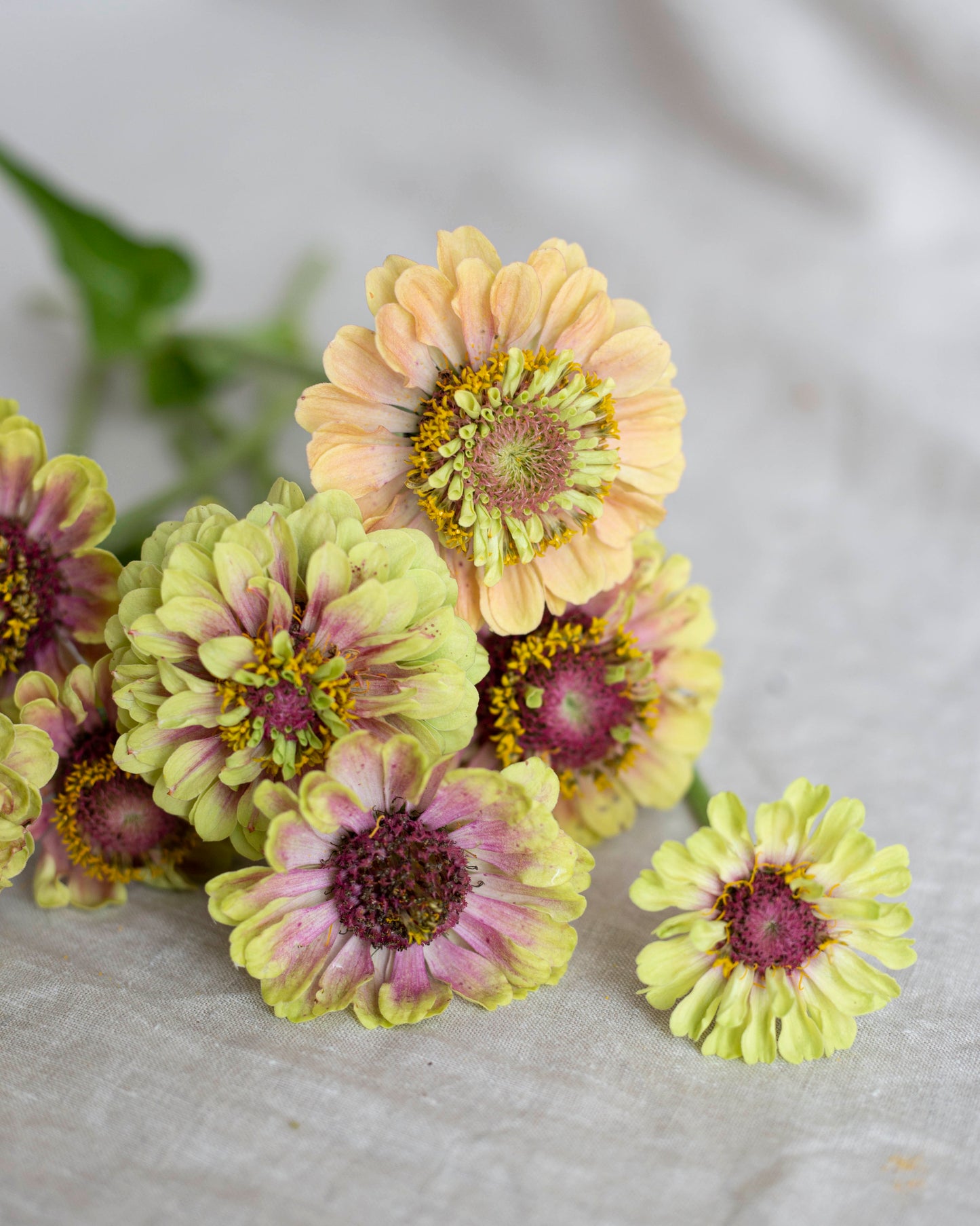 Isotsinnia Queen Lime Blush