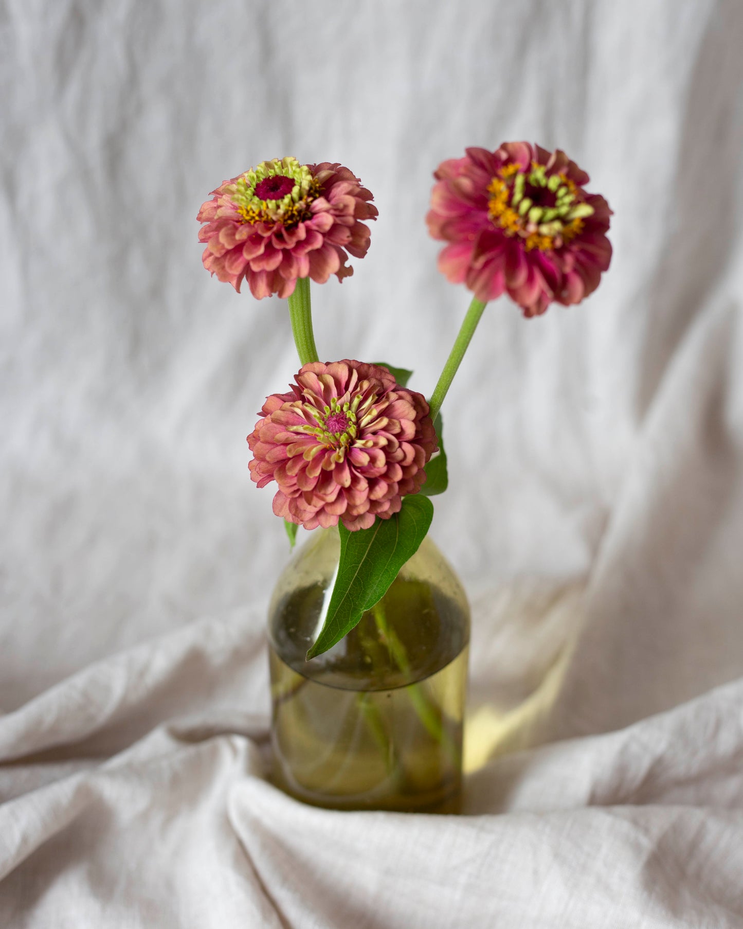 Isotsinnia Queen Red Lime