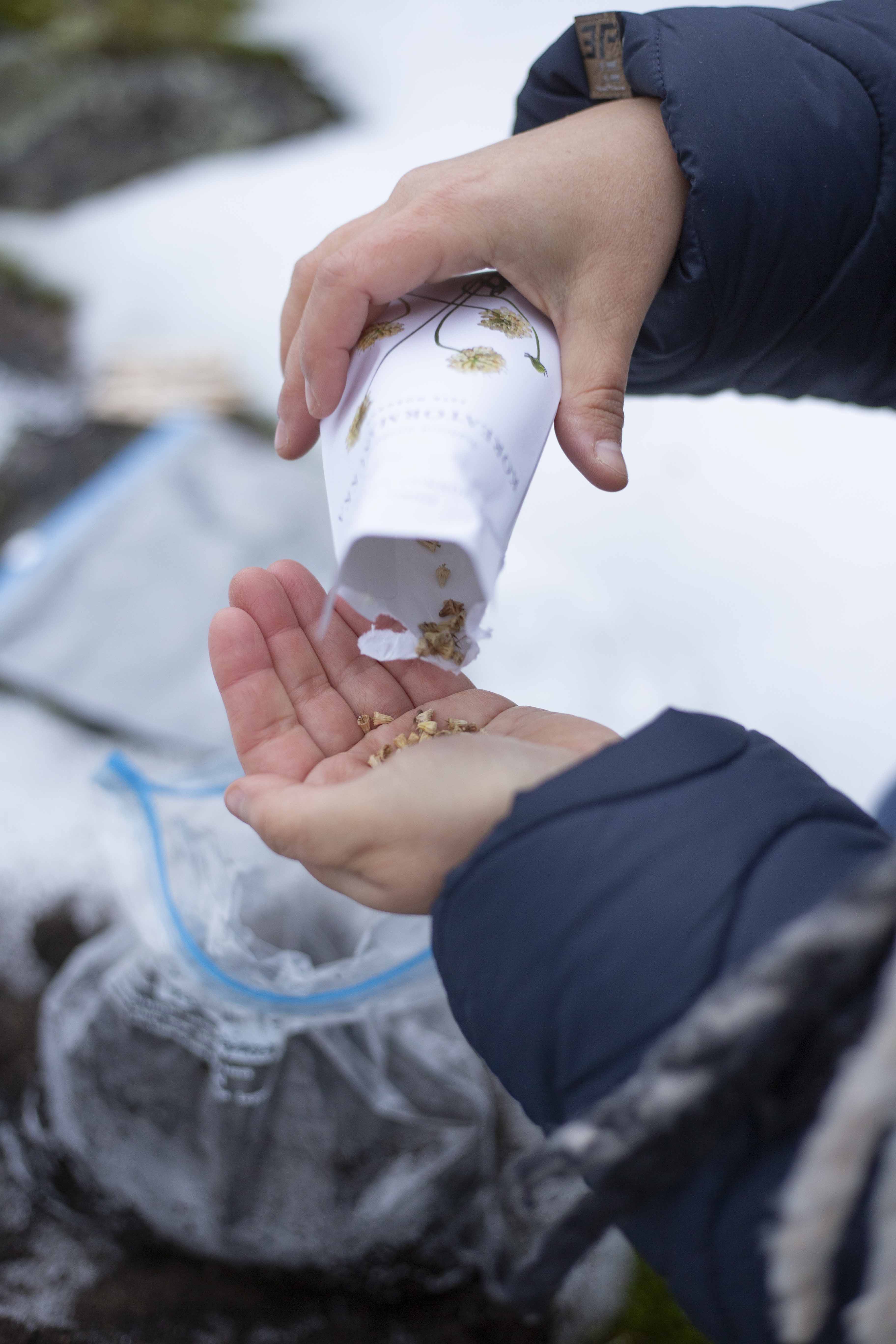 Talvikylvettävät siemenet