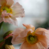 Colibri Ballerina Dreams