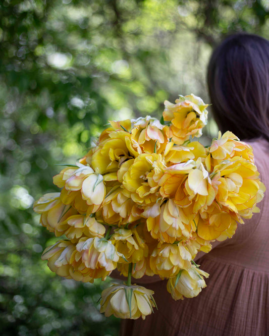 Kerrannainen tulppaani Akebono