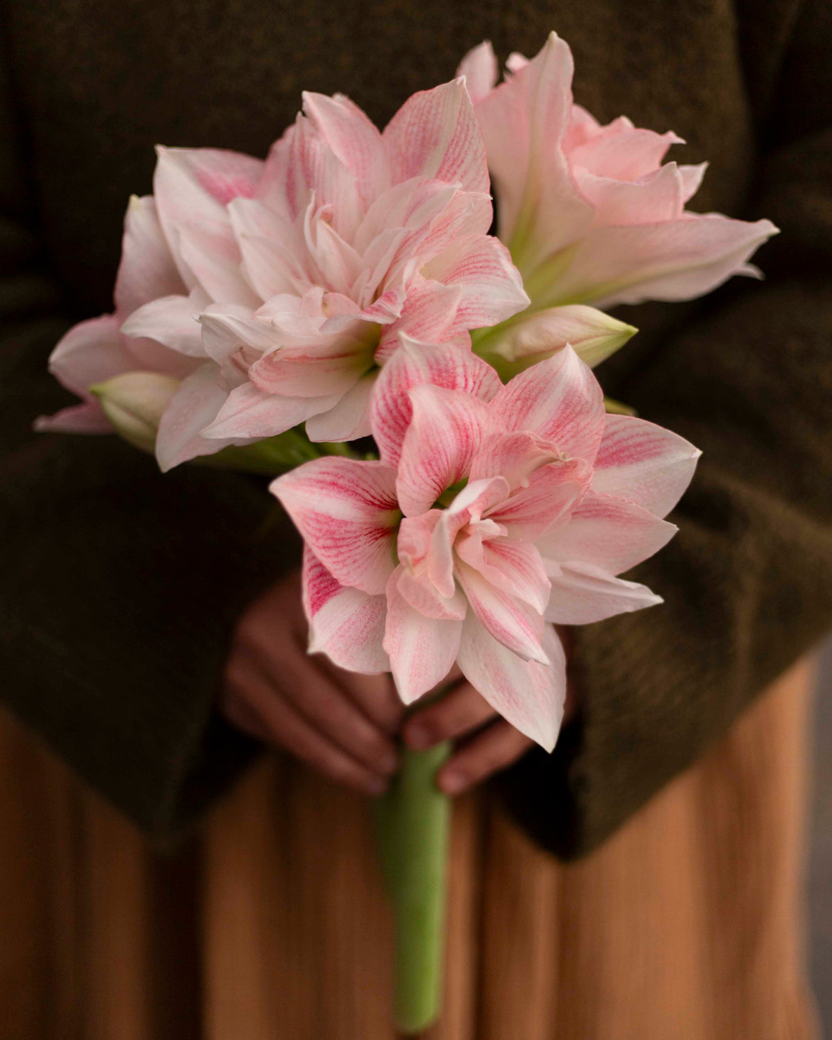 Amaryllis Candy Belle