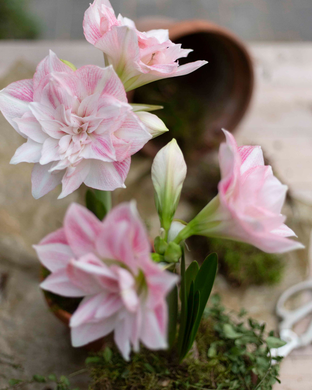 Amaryllis Candy Belle