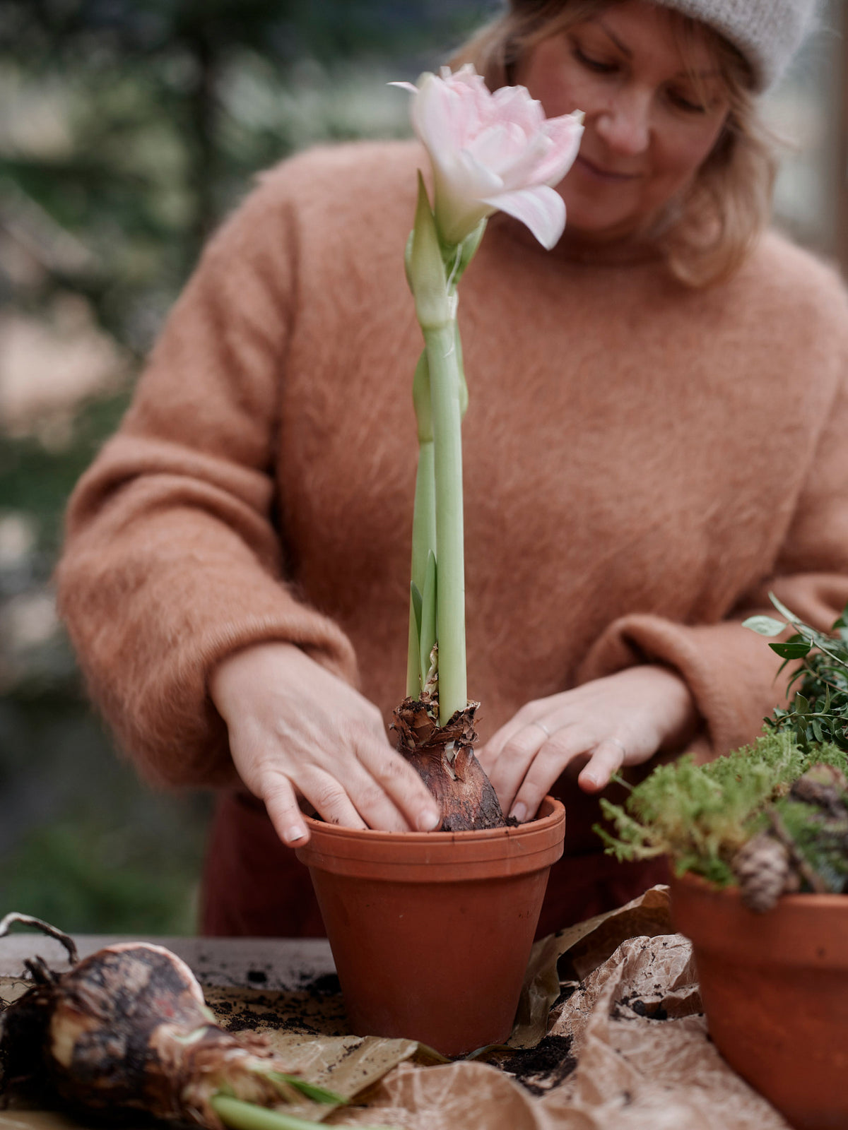 Amaryllis Candy Belle