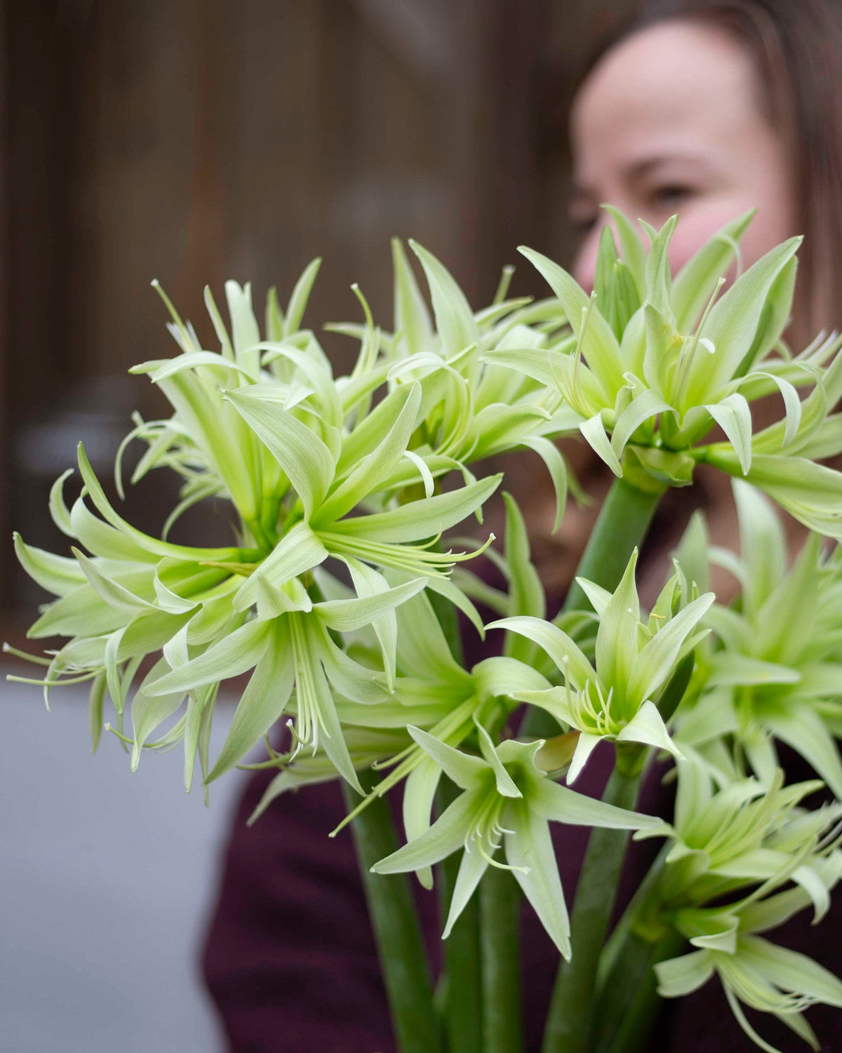 Amaryllis Evergreen