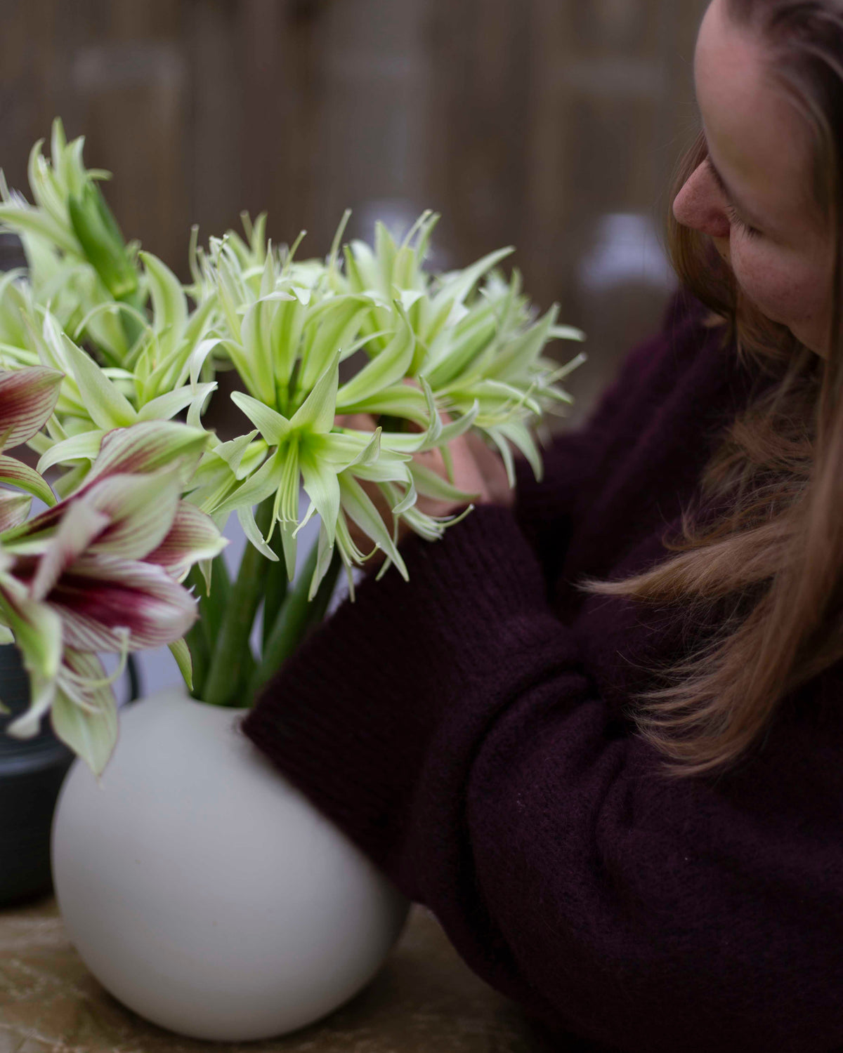 Amaryllis Evergreen