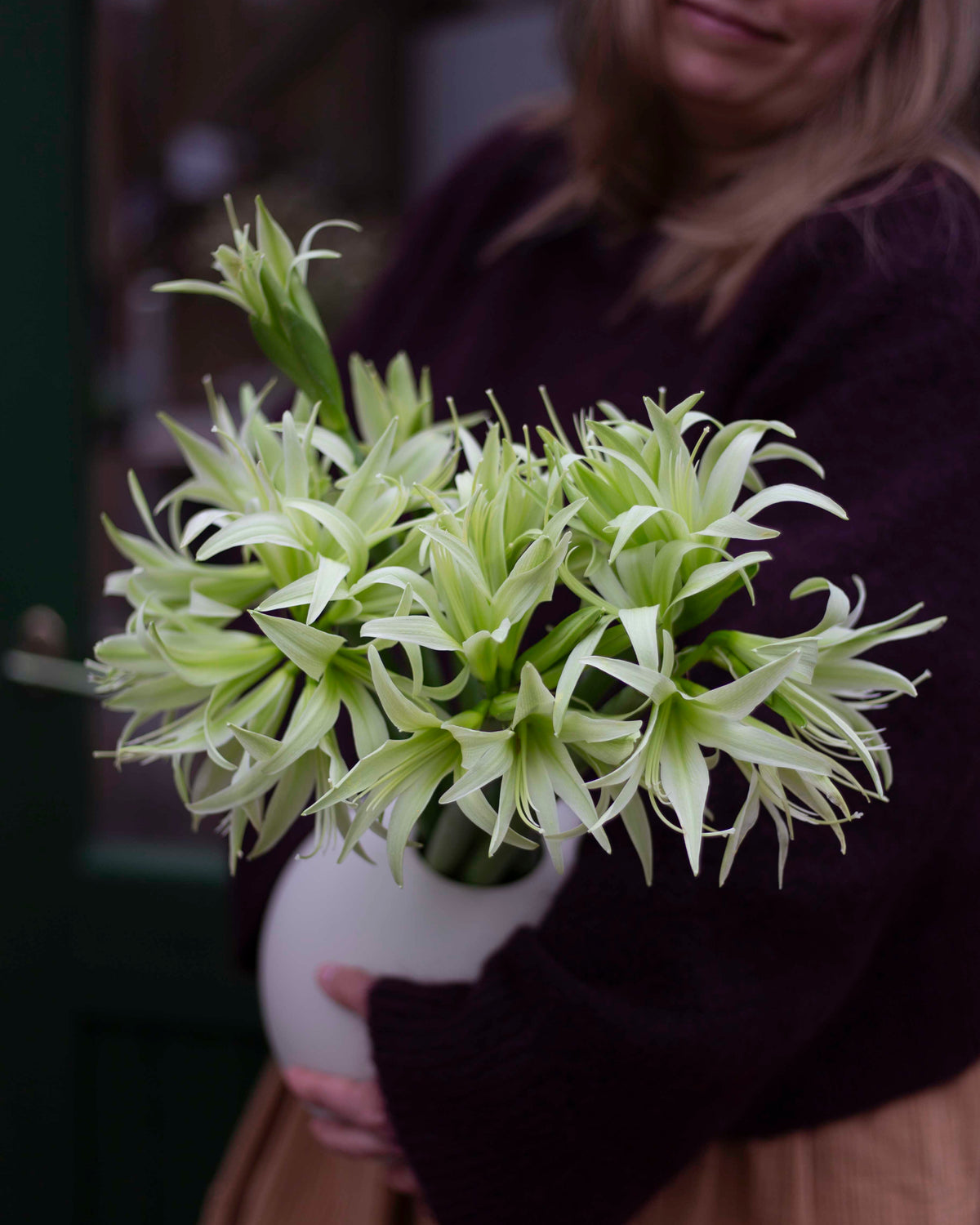 Amaryllis Evergreen