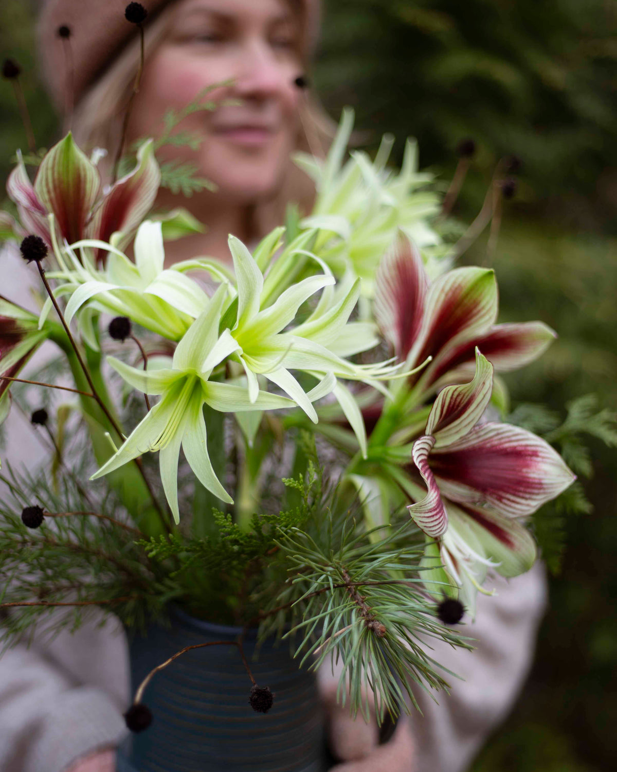 Amaryllis Evergreen