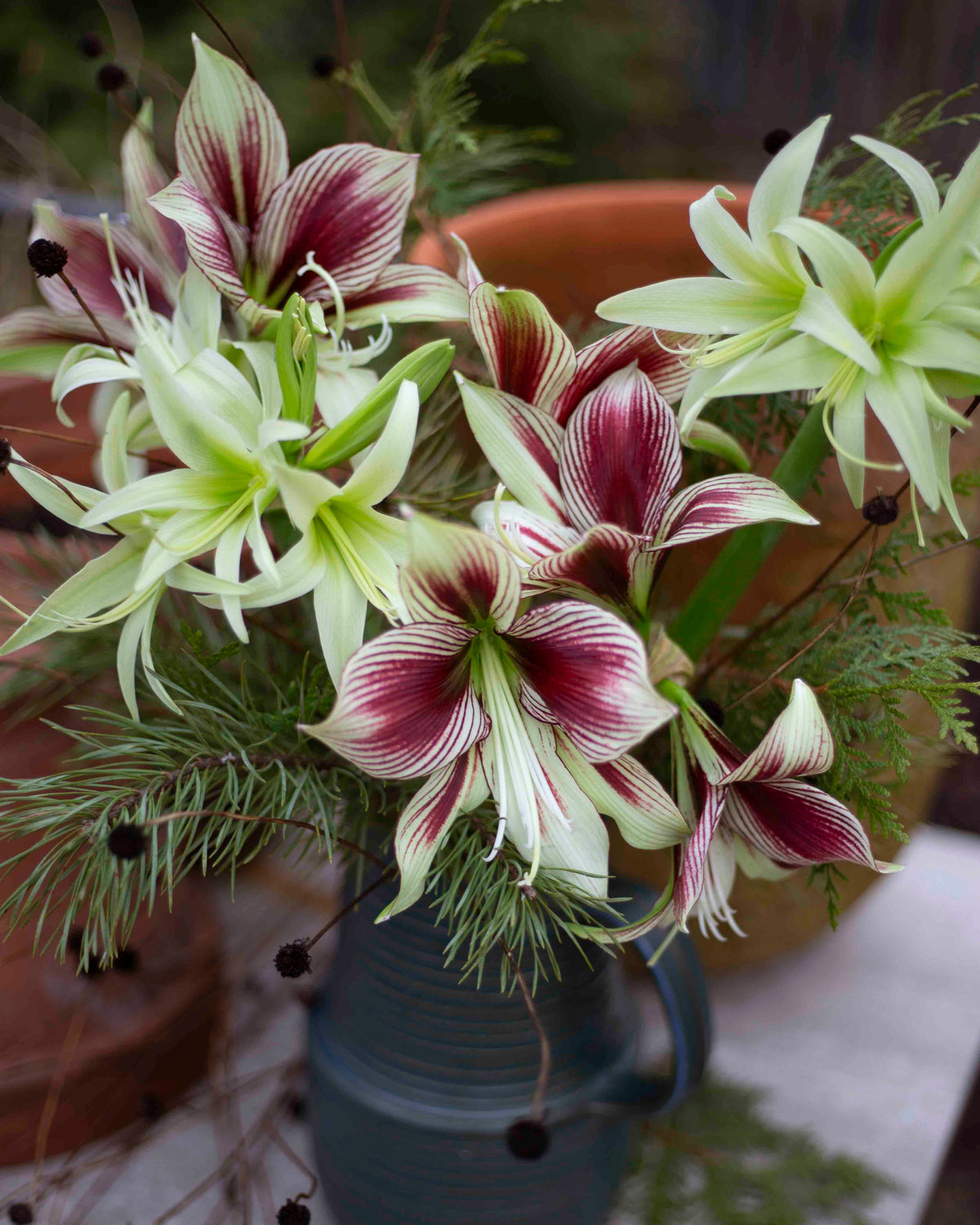 Amaryllis Evergreen
