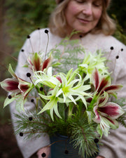 Amaryllis Evergreen