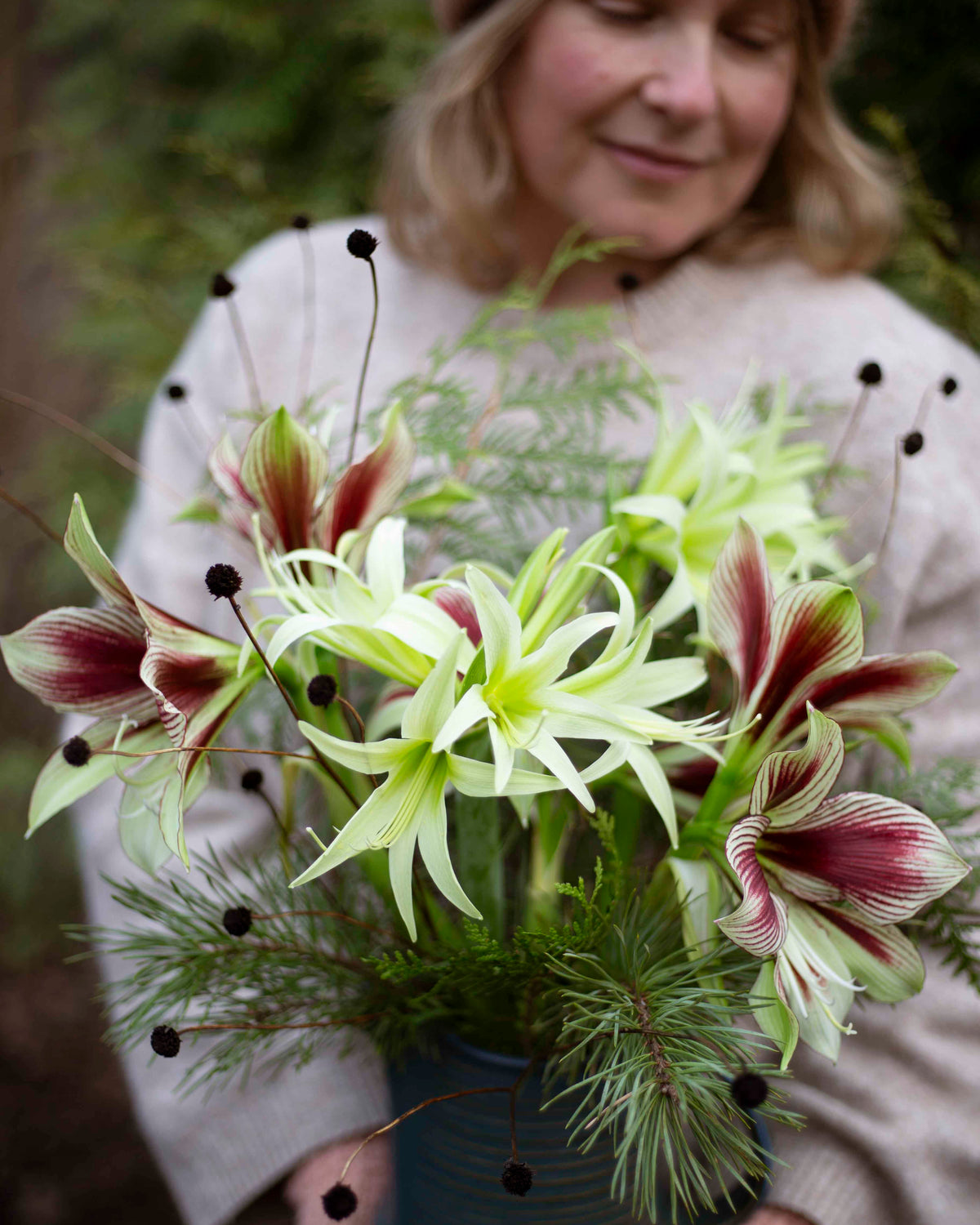Amaryllis Evergreen