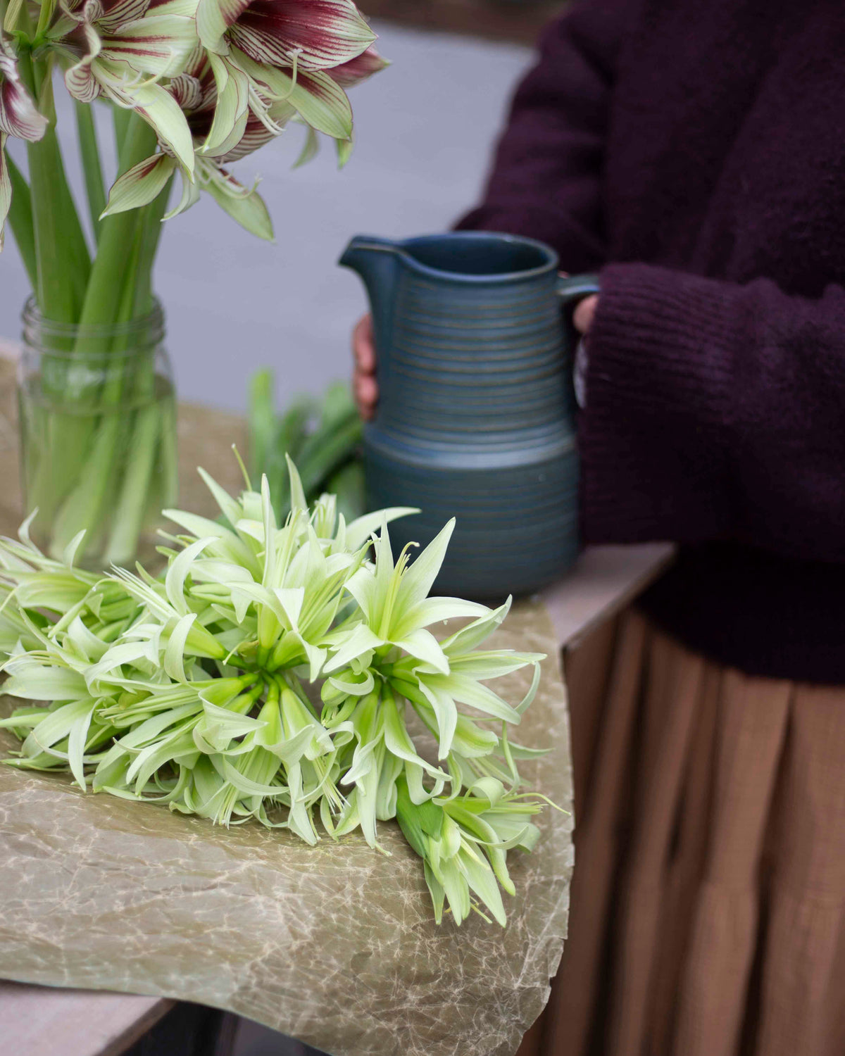 Amaryllis Evergreen