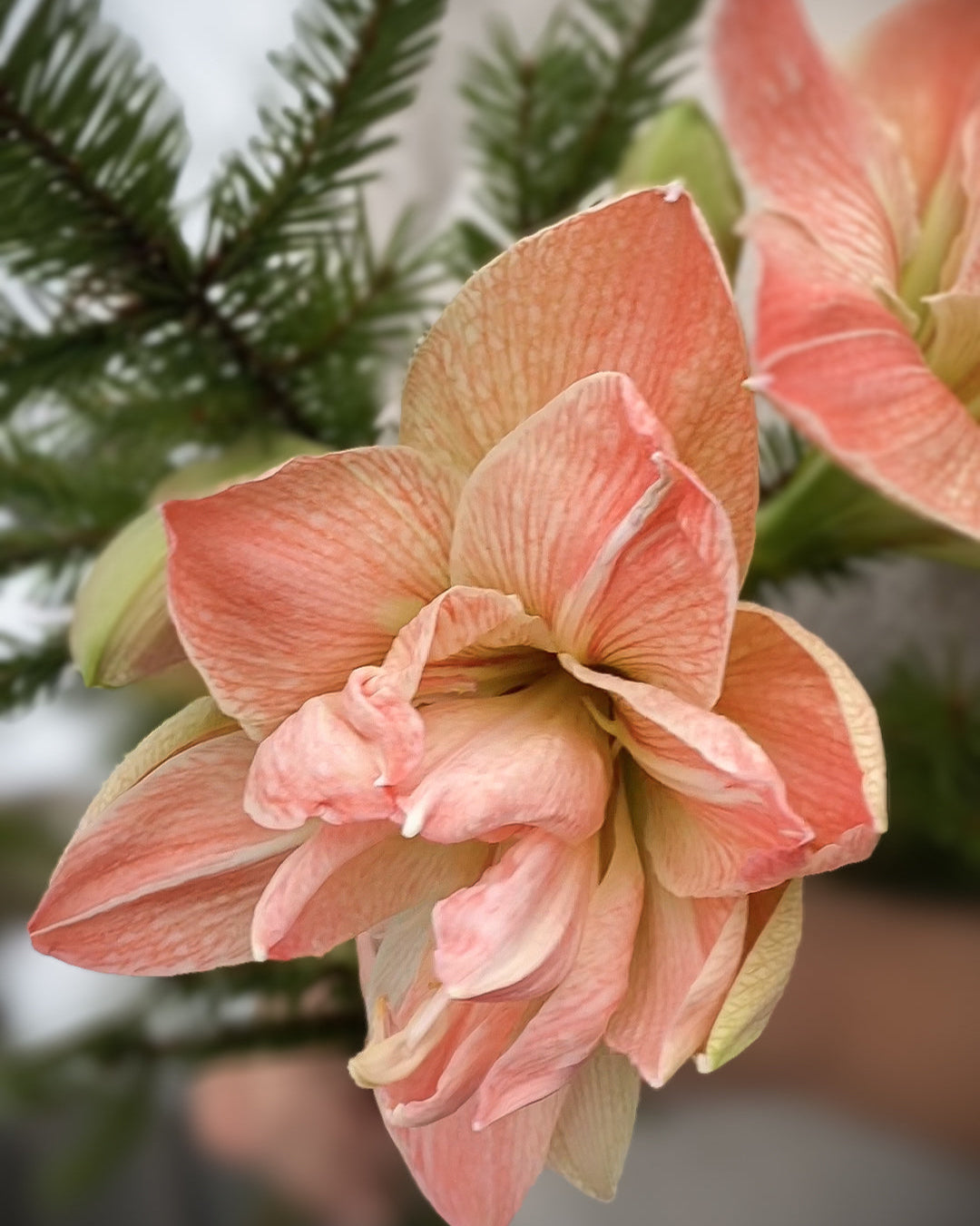 Amaryllis Exotic Nymph