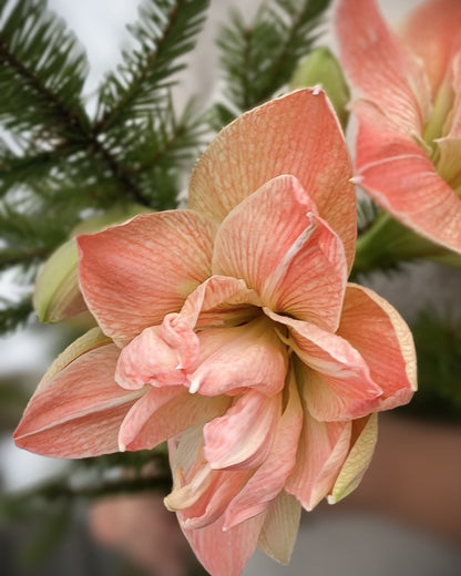 Amaryllis Exotic Nymph