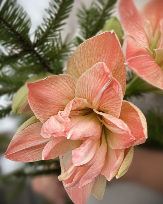 Amaryllis Exotic Nymph