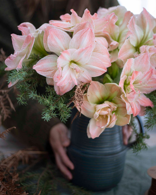 Amaryllis Exotic Nymph
