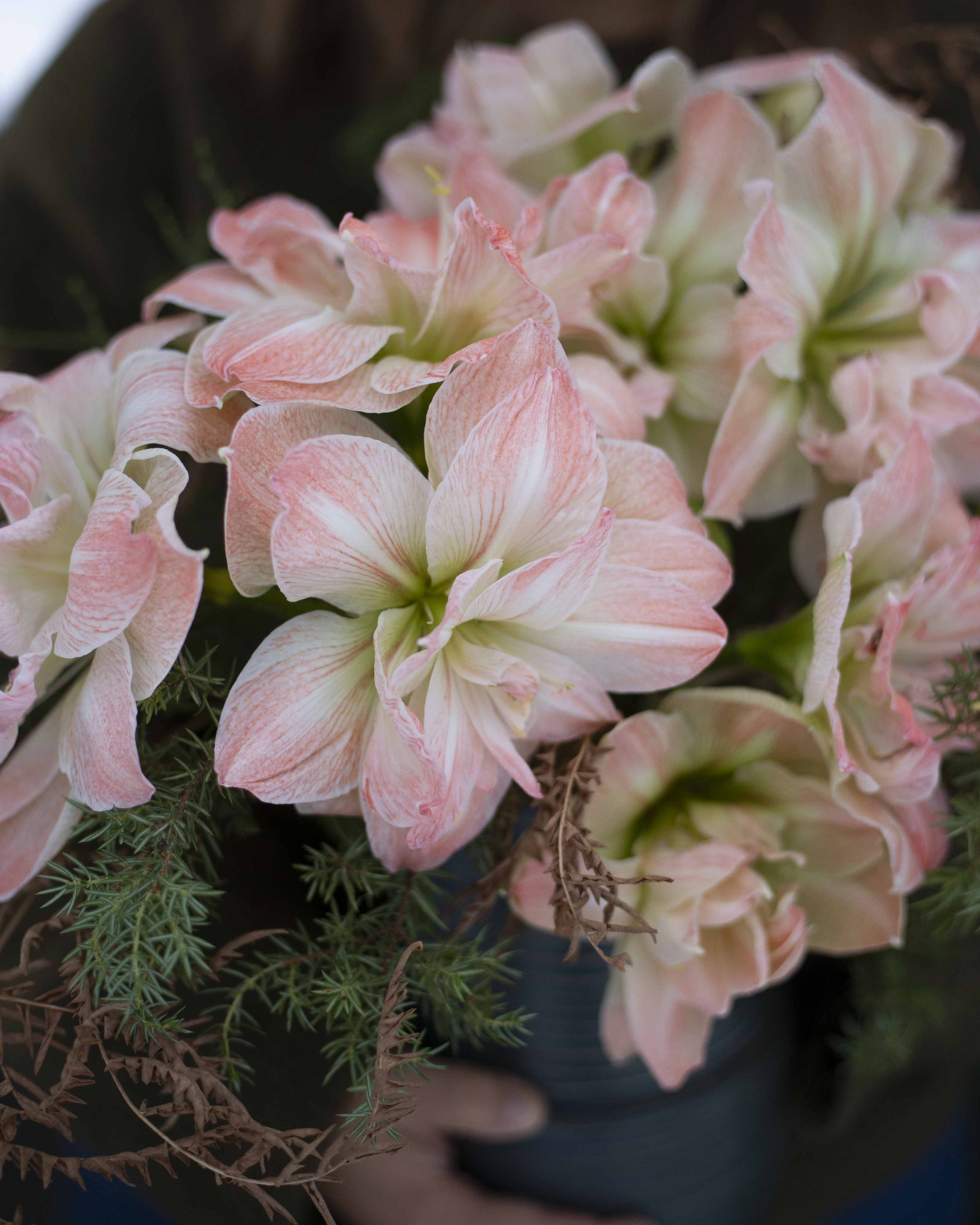 Amaryllis Exotic Nymph