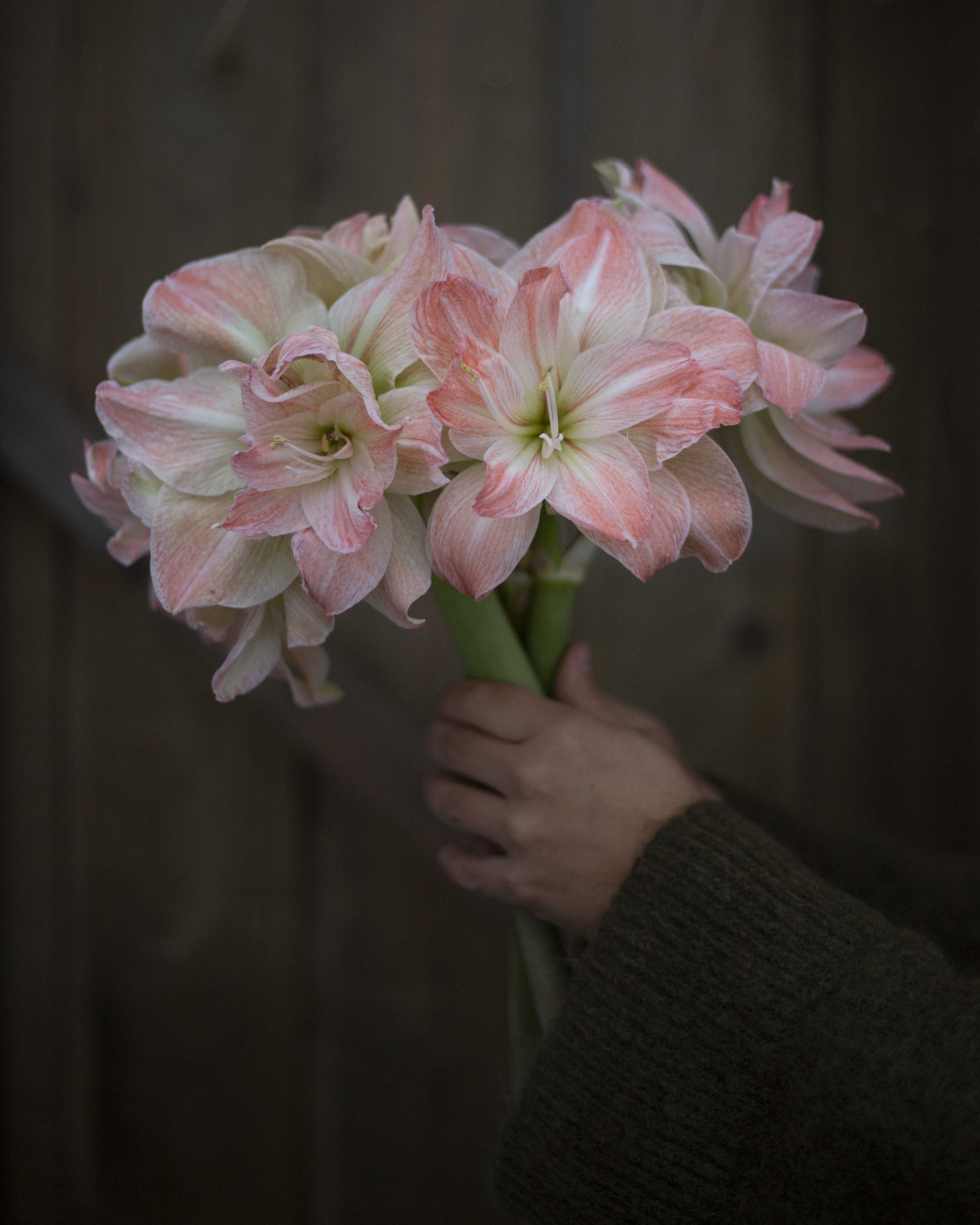 Amaryllis Exotic Nymph