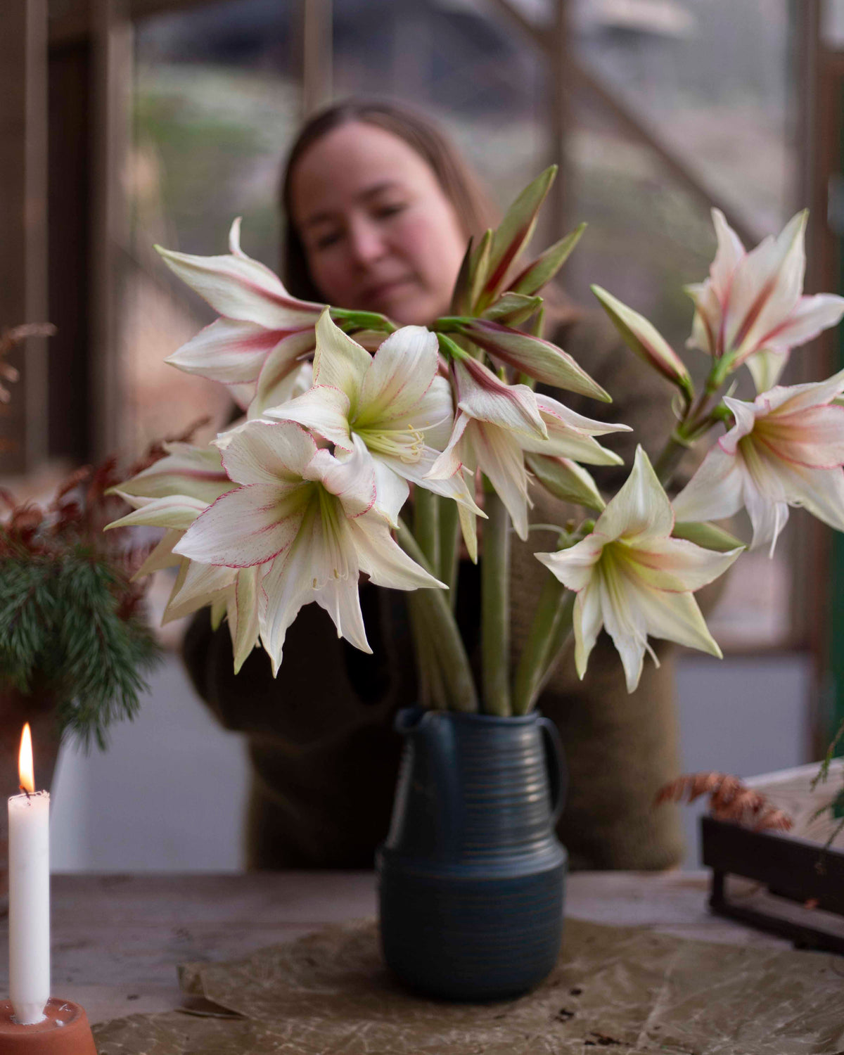 Amaryllis Green Magic®