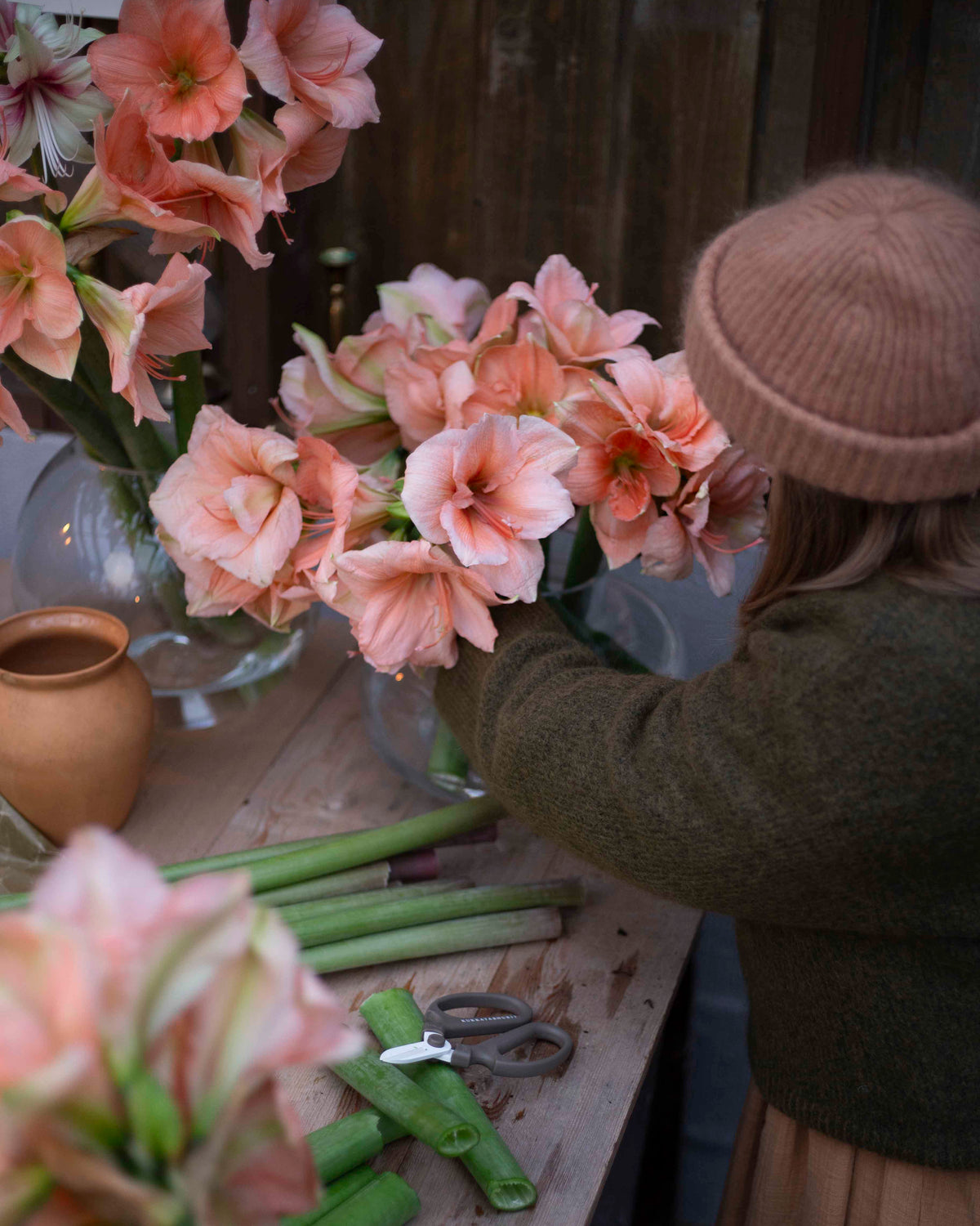 Amaryllis Rilona