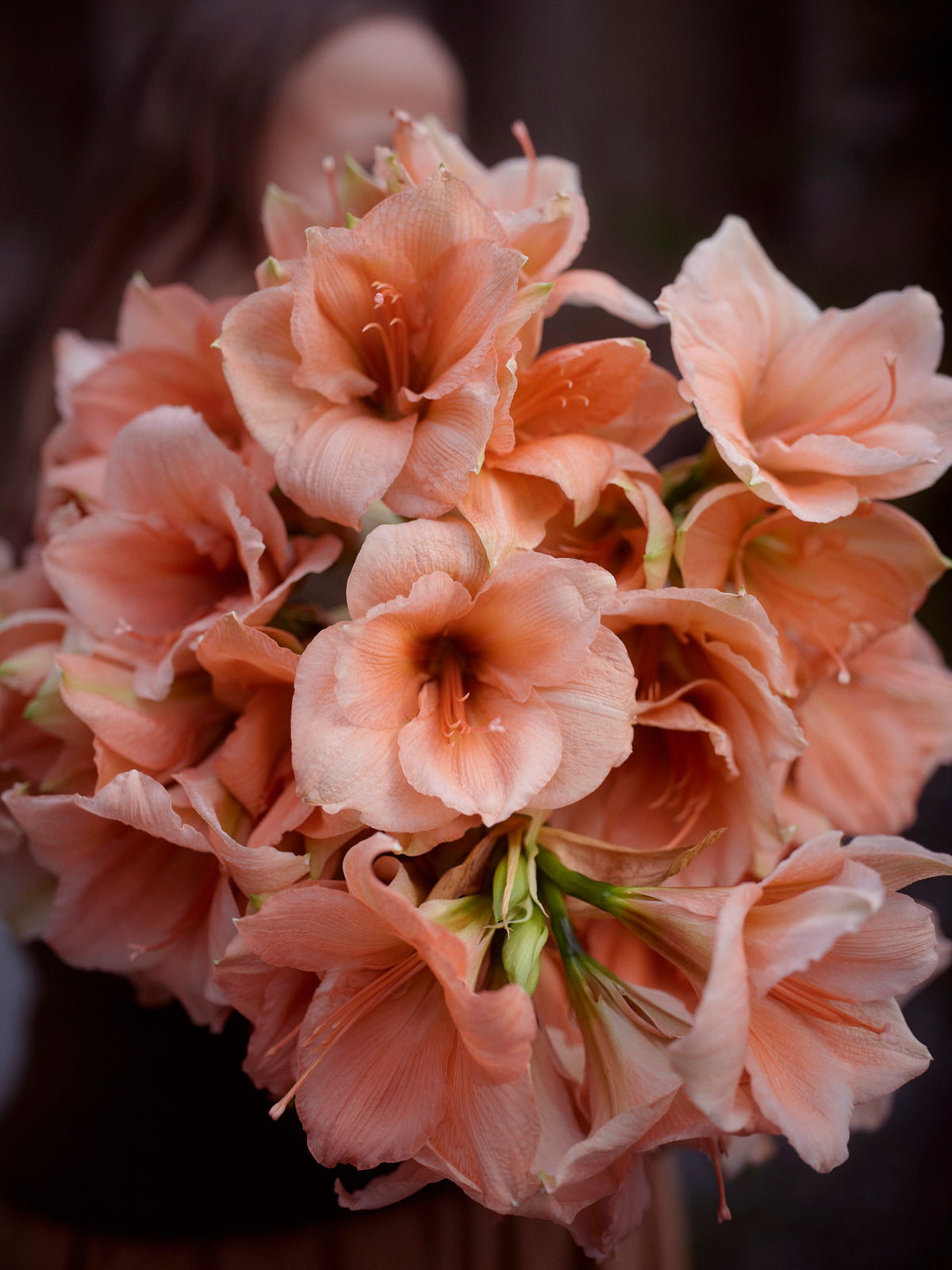 Amaryllis Rilona