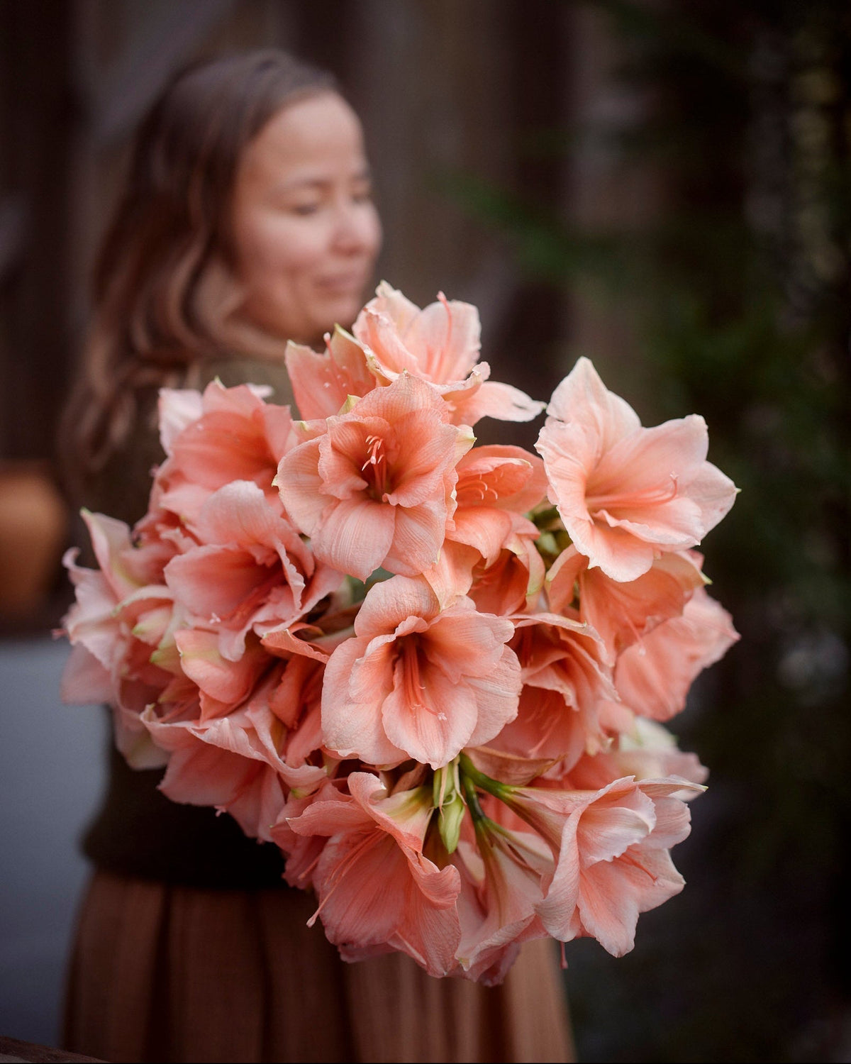 Amaryllis Rilona