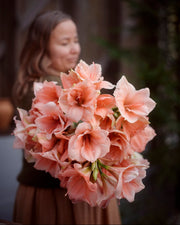 Amaryllis Rilona