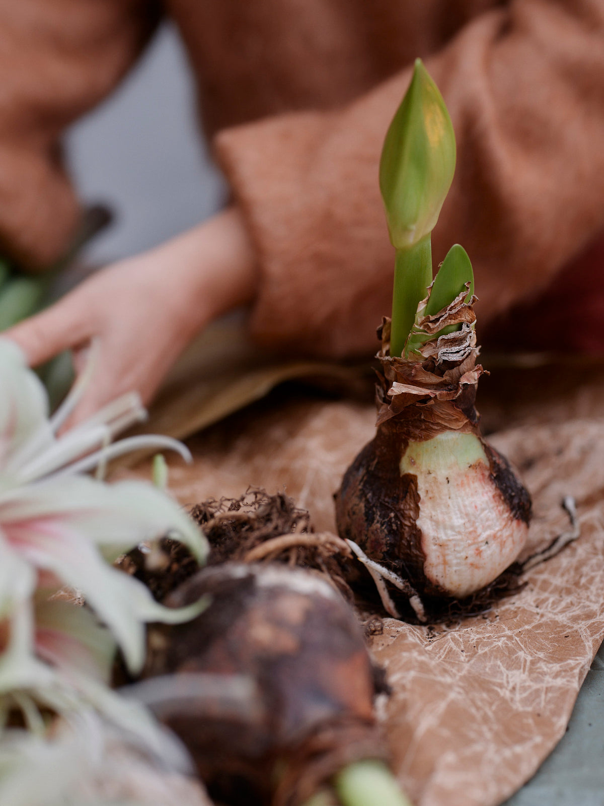 Amaryllis Exotic Nymph