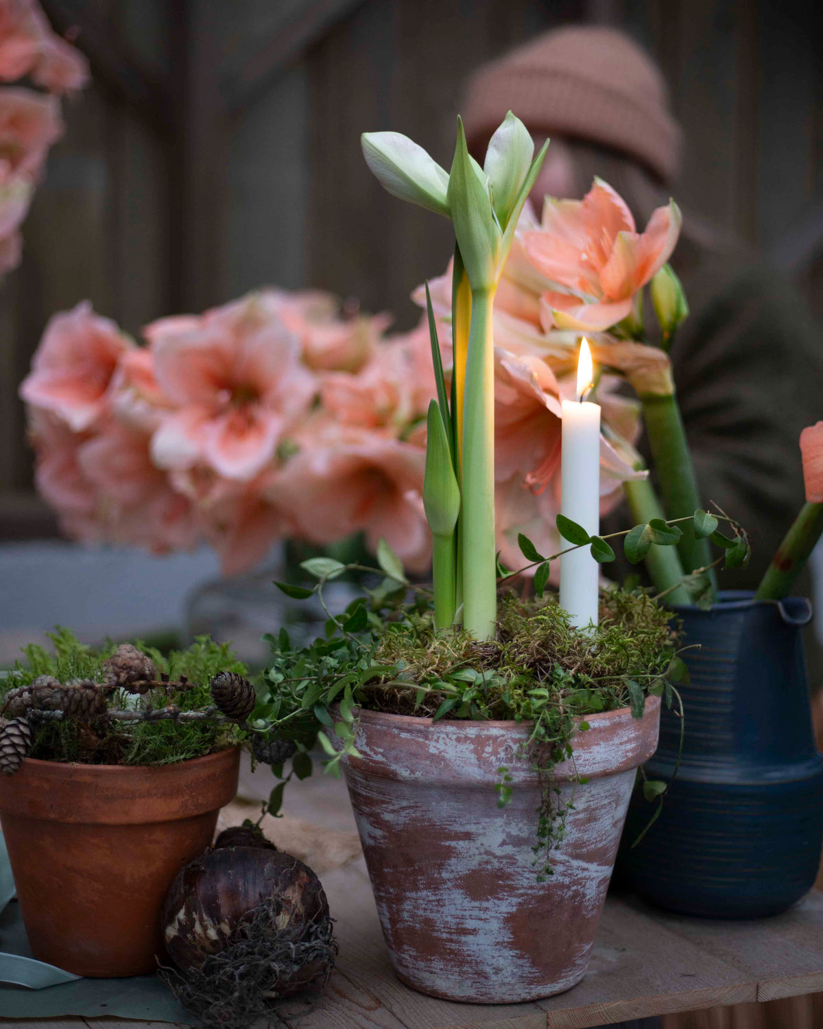 Amaryllis Rilona