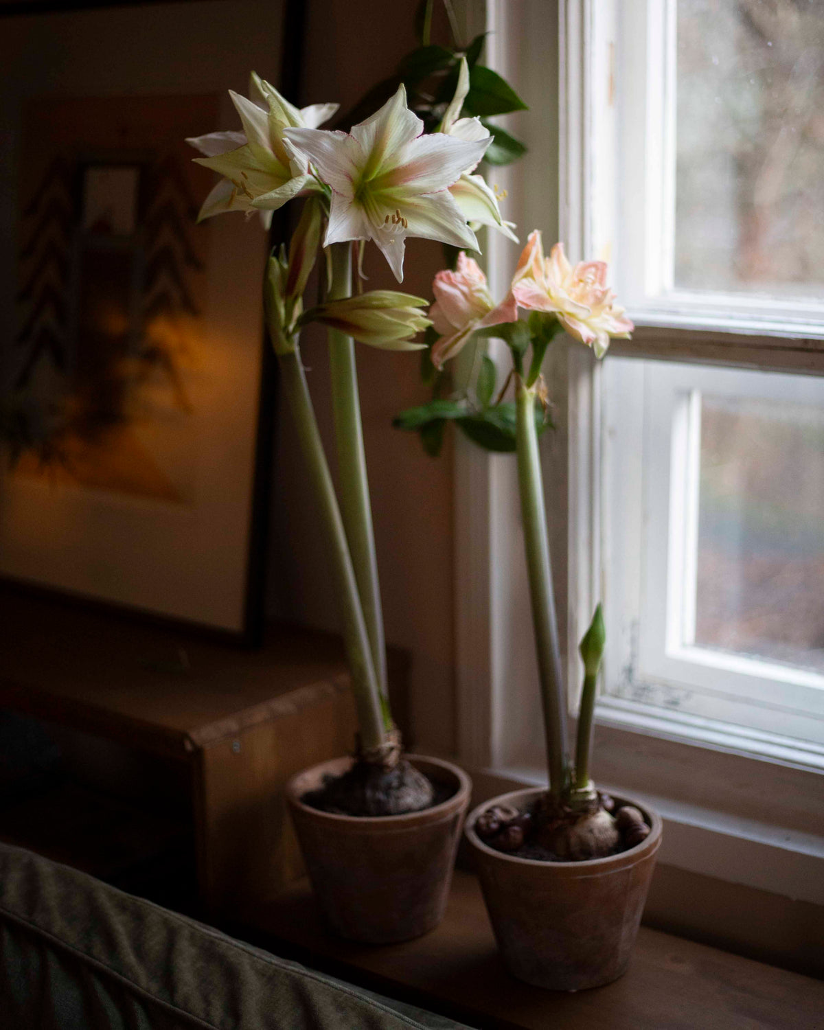 Amaryllis Green Magic®