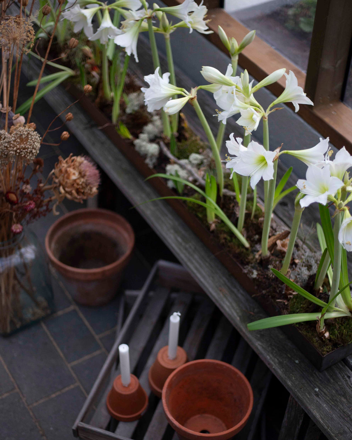 Amaryllis White Garden®