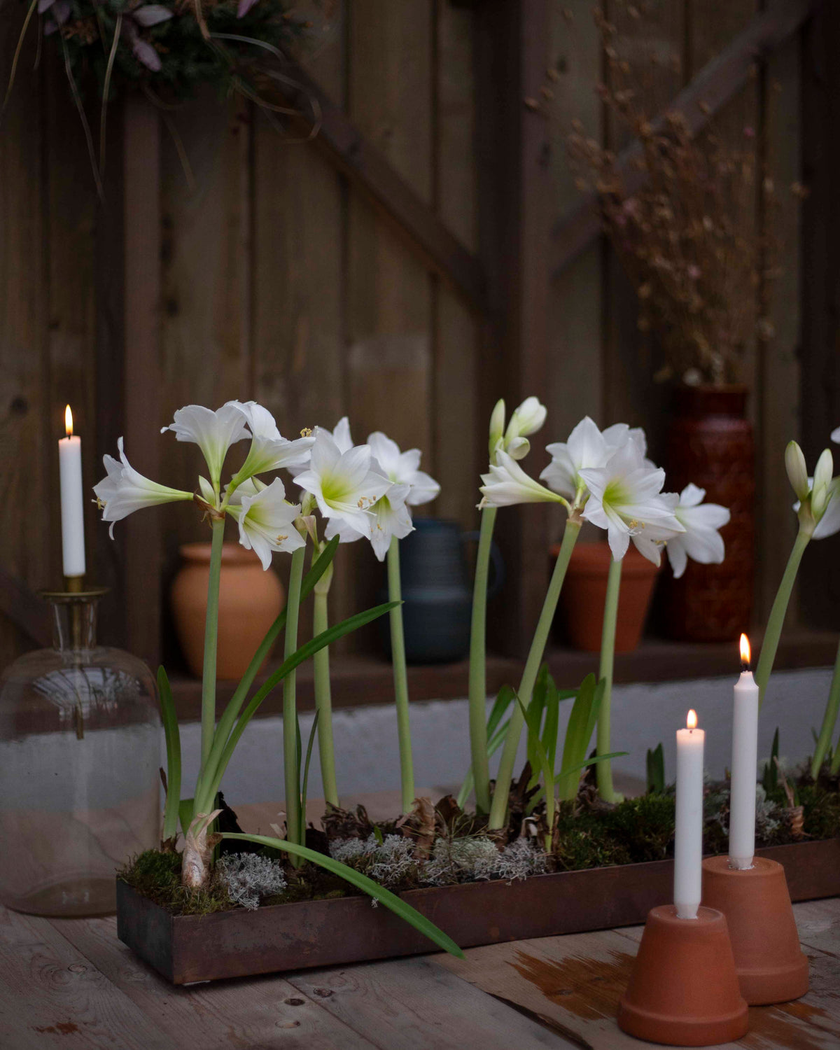 Amaryllis White Garden®