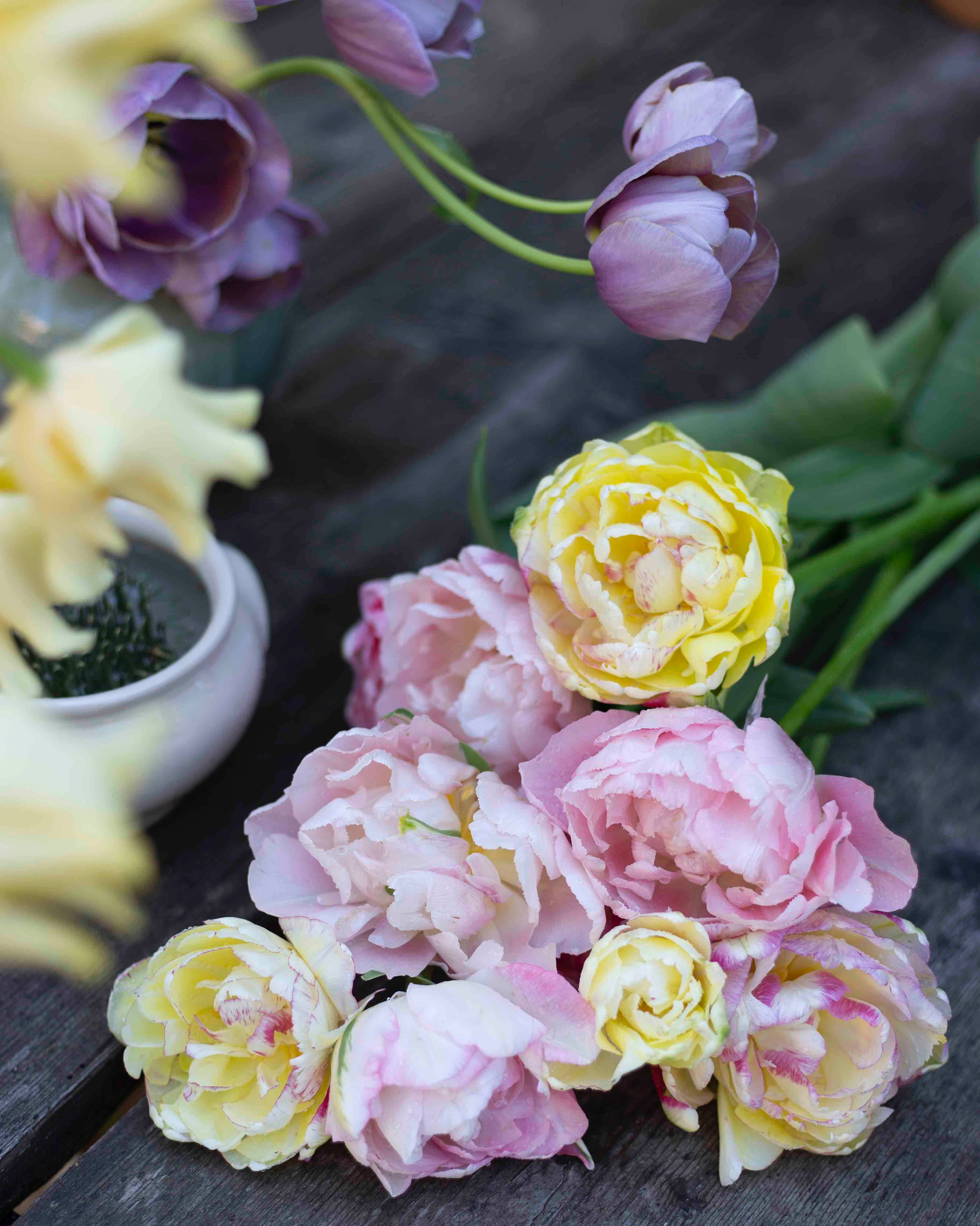 Kerrannainen tulppaani Dreamer