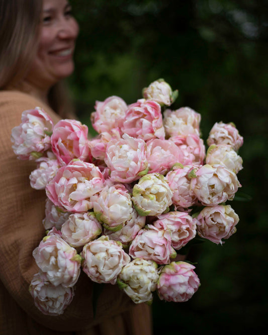 Kerrannainen tulppaani Angelique