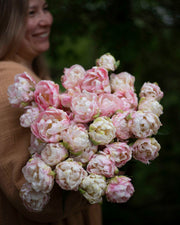 Kerrannainen tulppaani Angelique