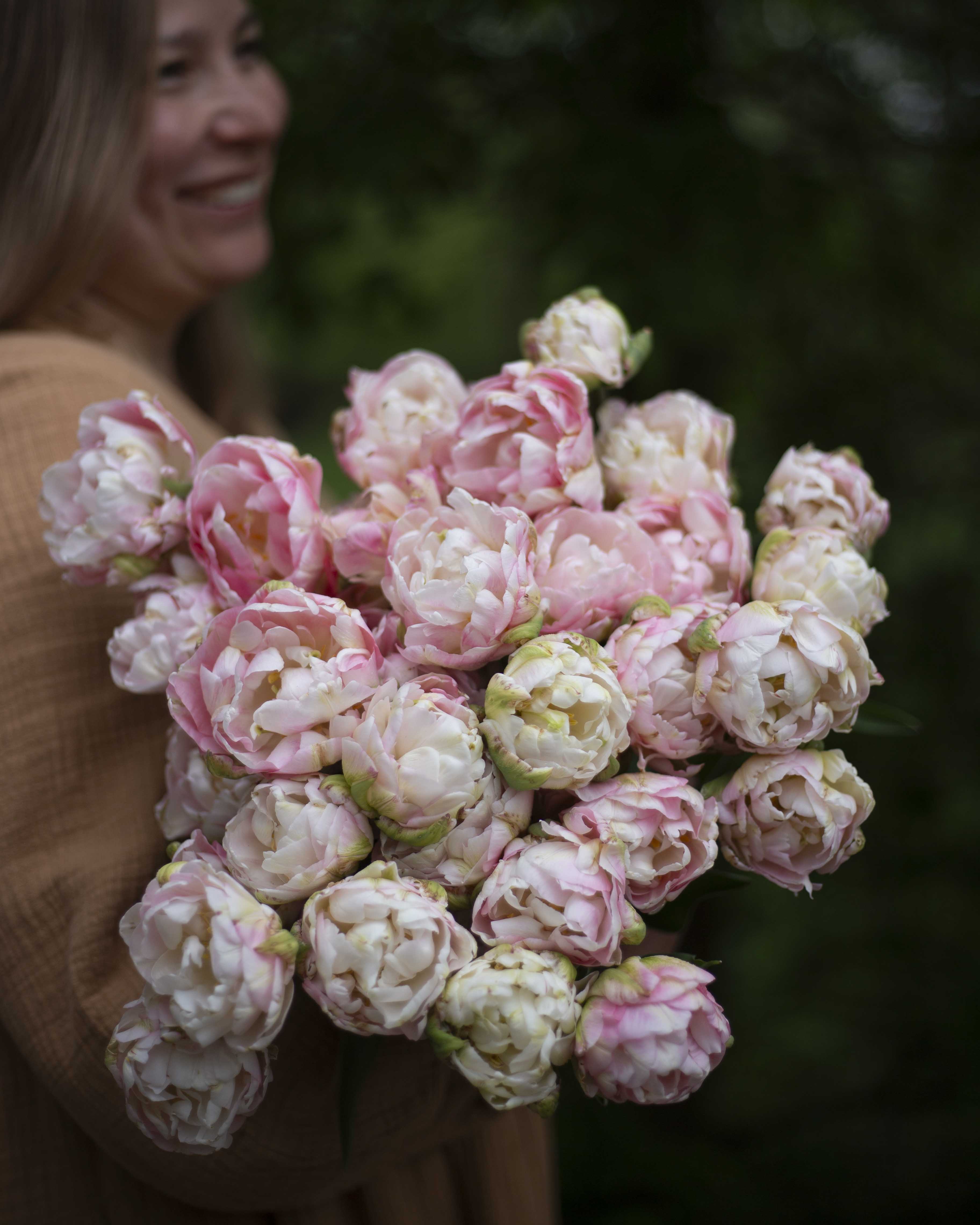 Kerrannainen tulppaani Angelique