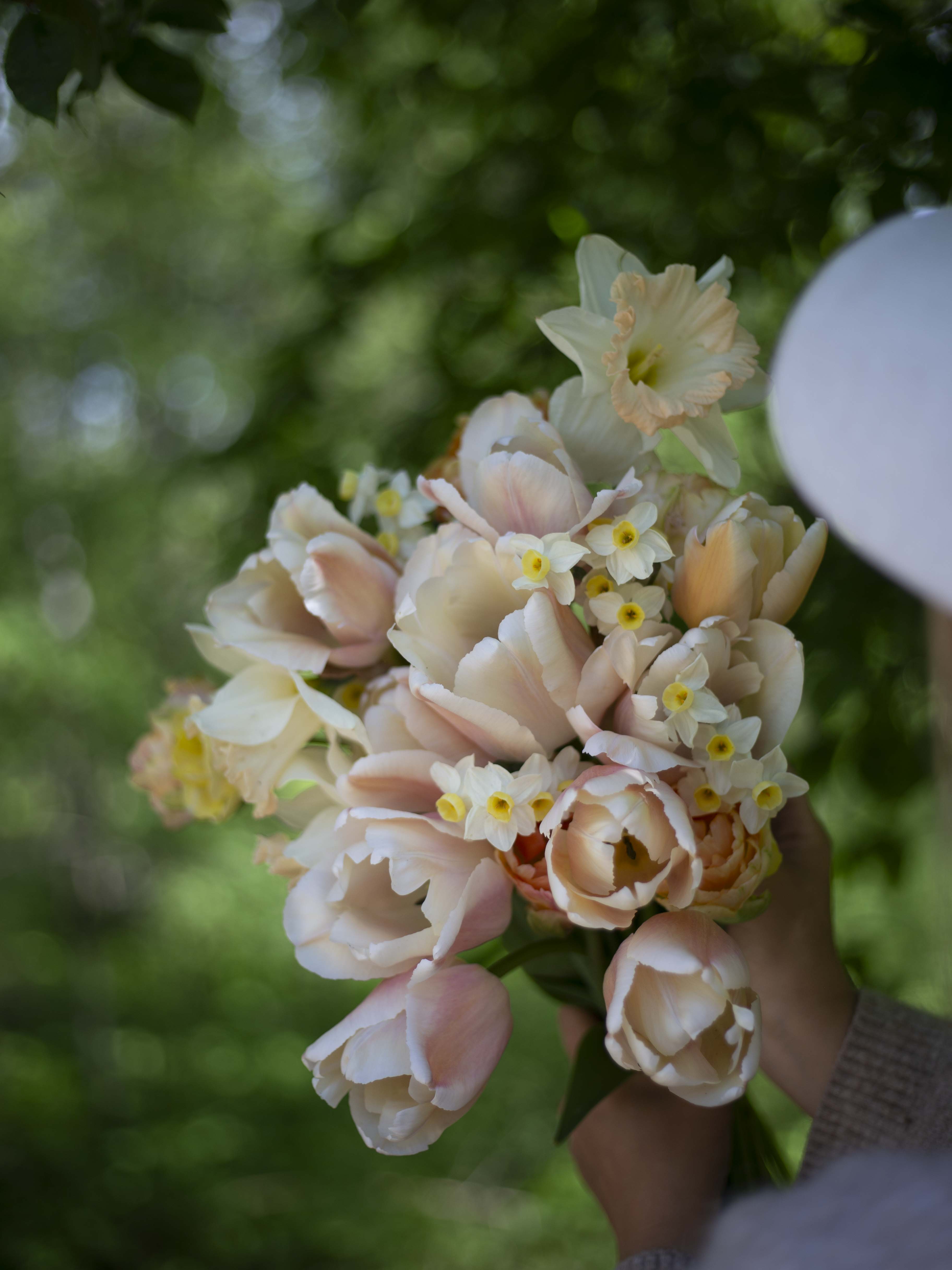 Yksinkertainen tulppaani Apricot Pride