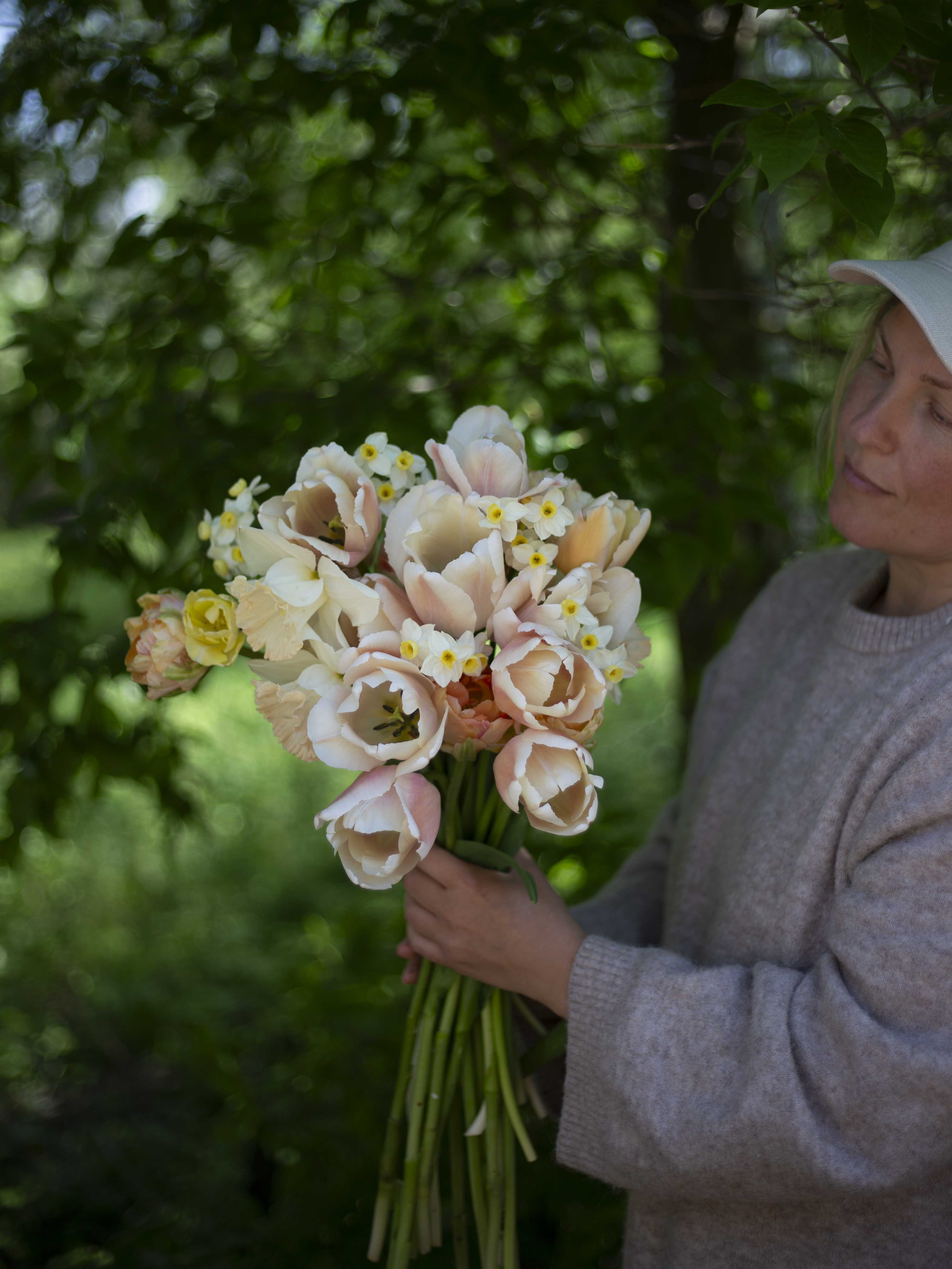 Yksinkertainen tulppaani Apricot Pride