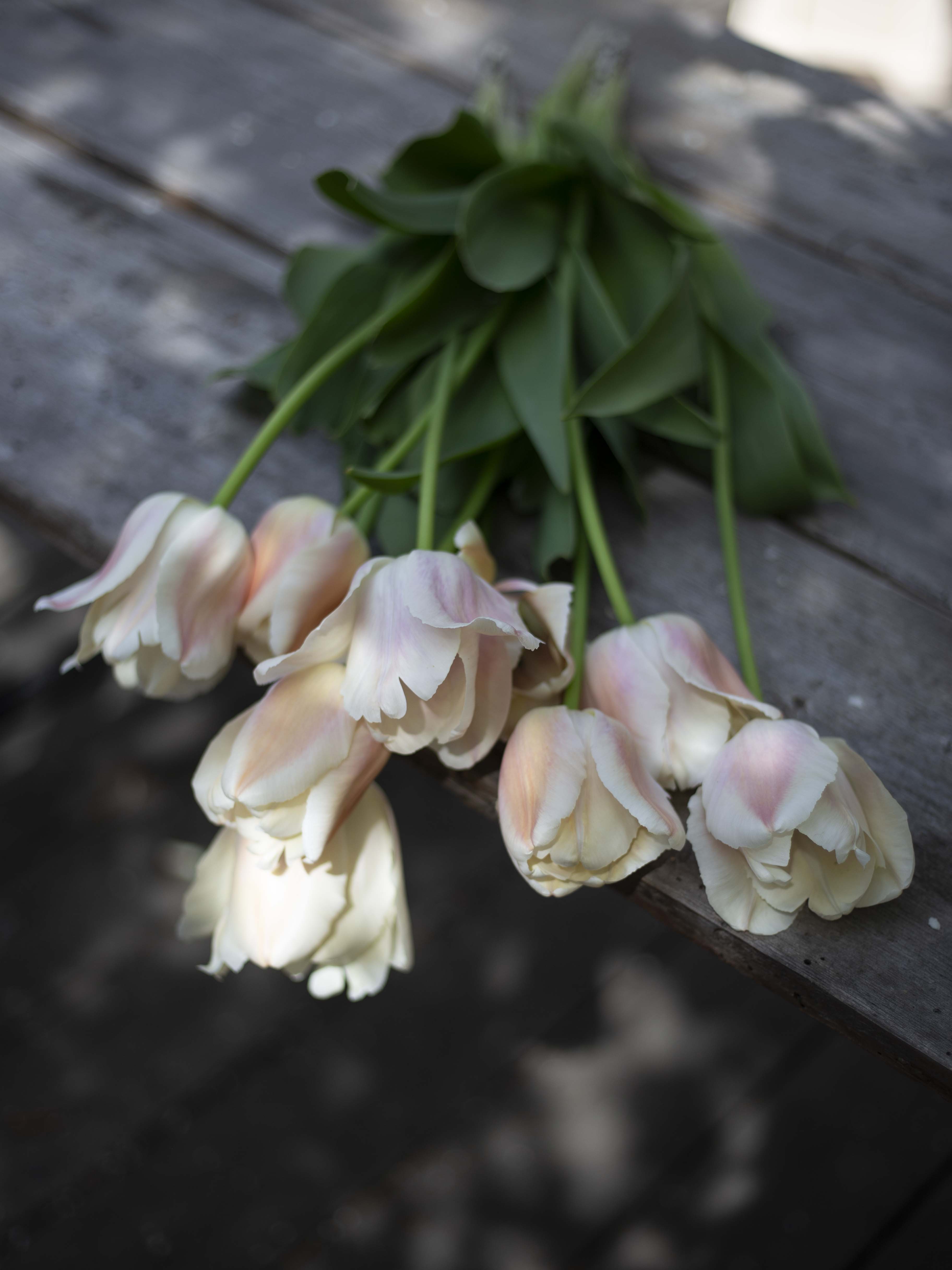 Yksinkertainen tulppaani Apricot Pride