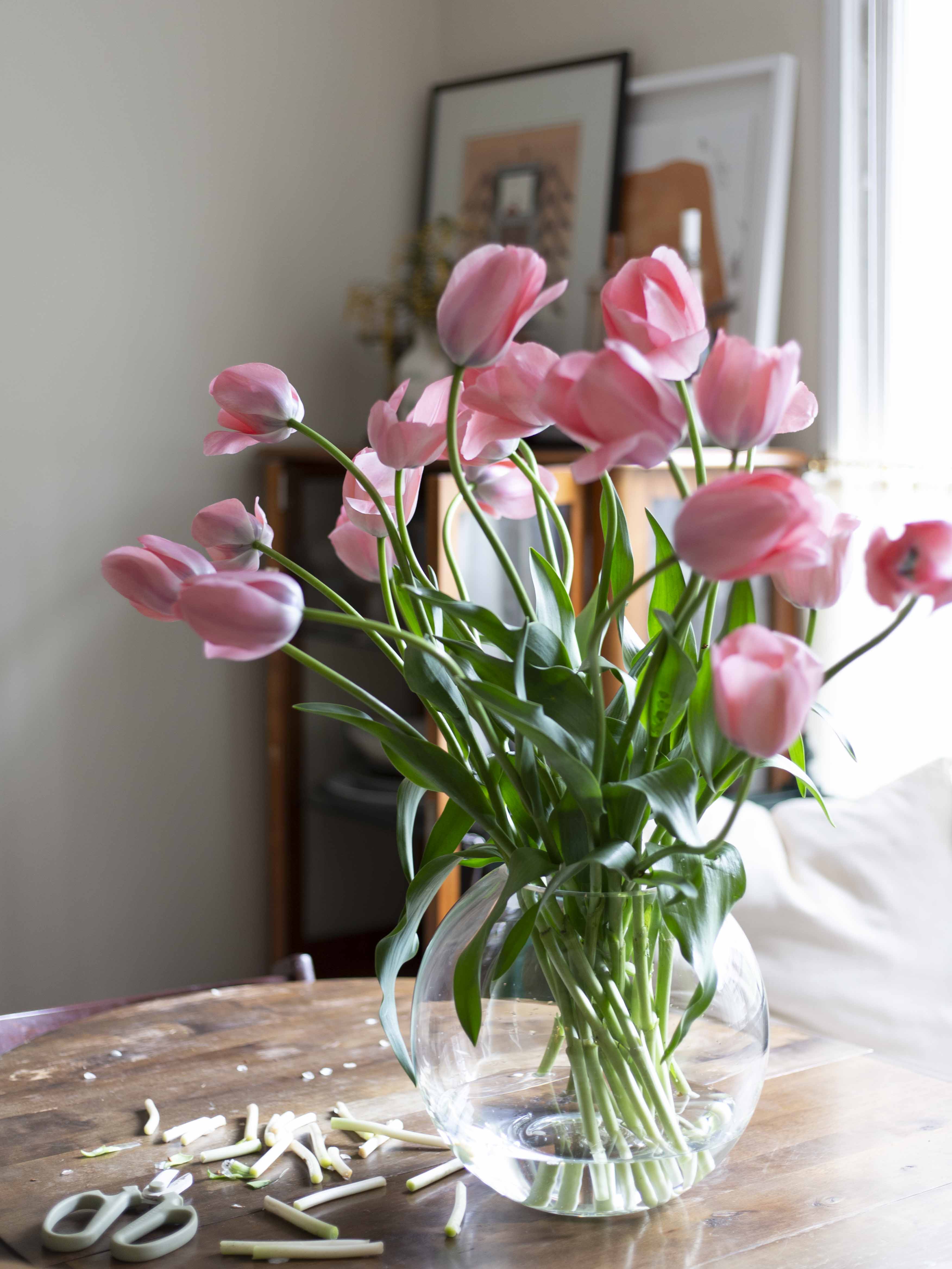 Yksinkertainen tulppaani Bella Blush