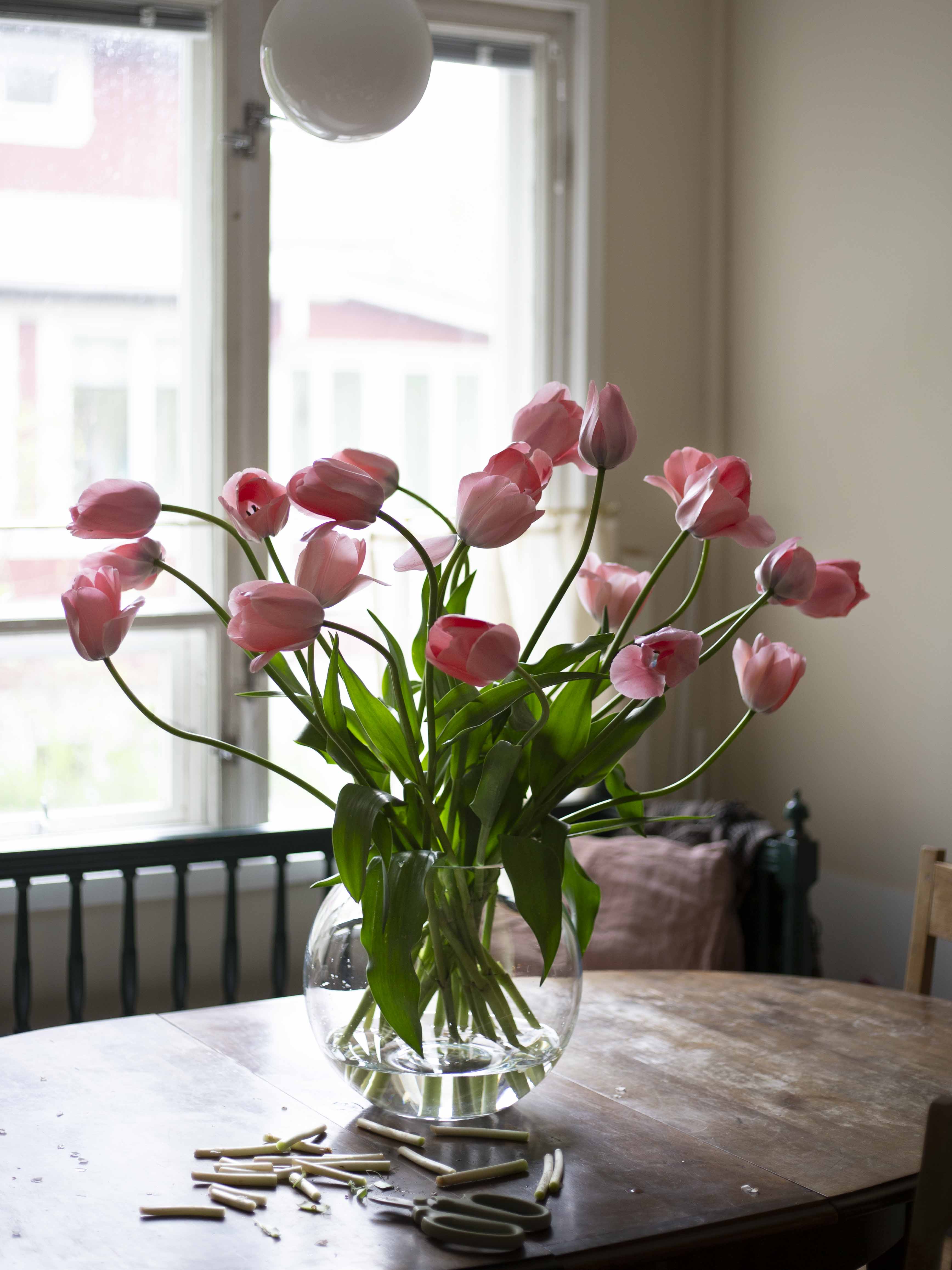 Yksinkertainen tulppaani Bella Blush