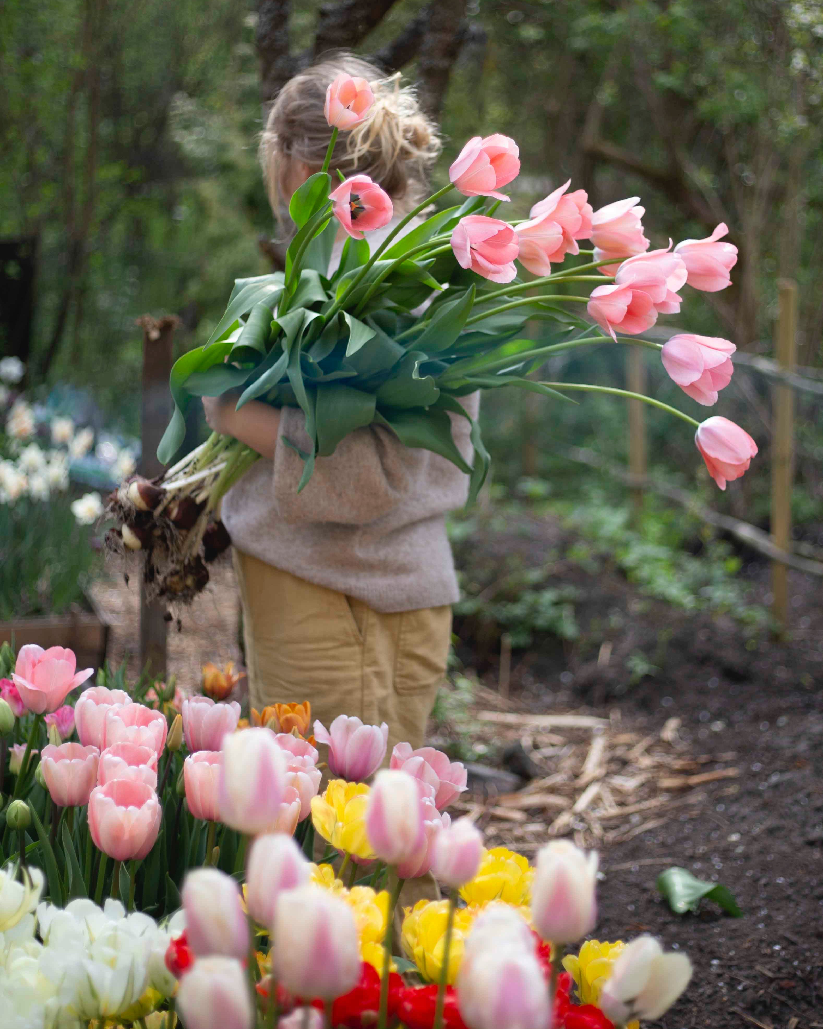 Yksinkertainen tulppaani Bella Blush