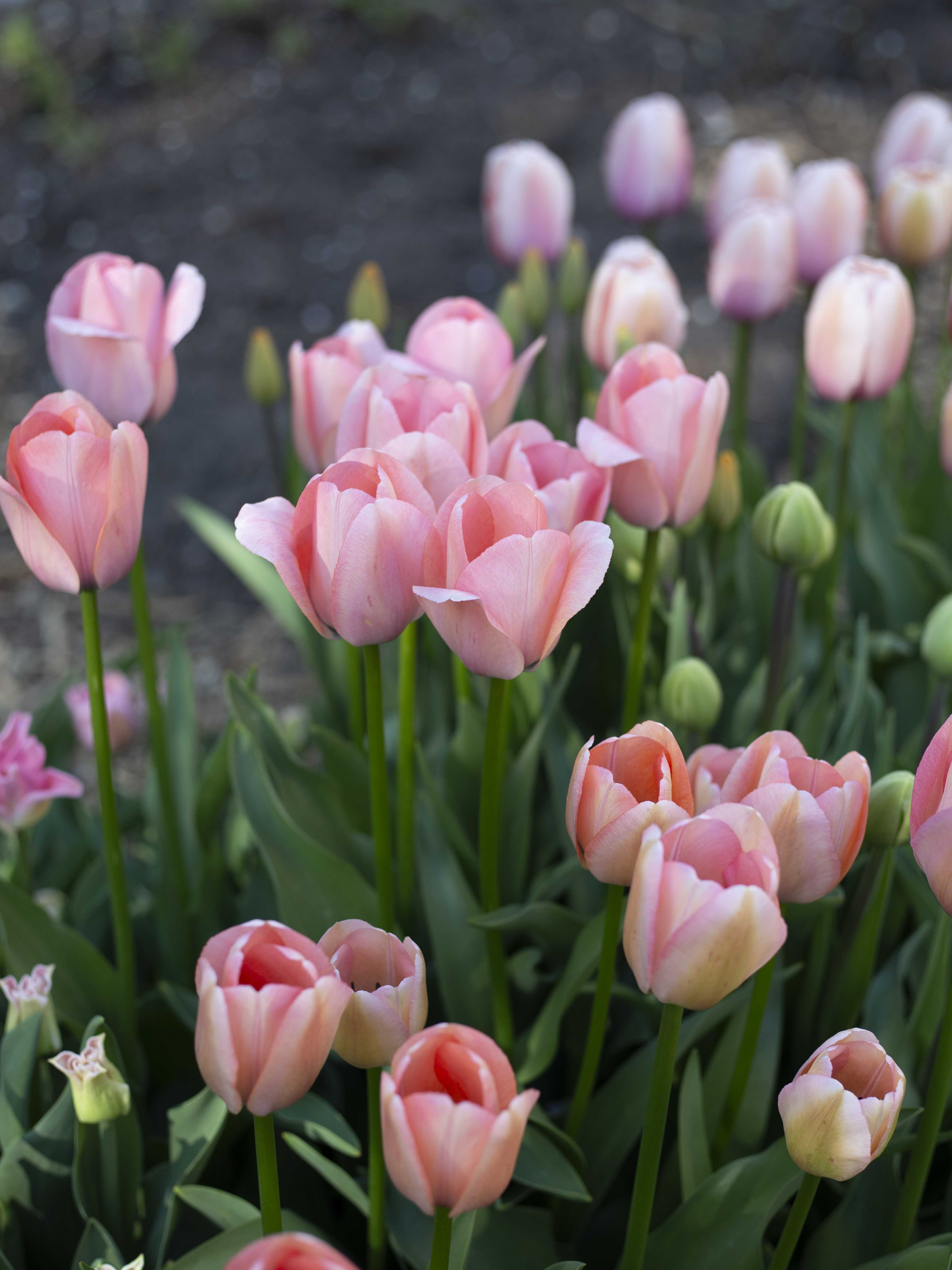 Bella Blush Aikainen Vaaleanpunainen Darwin Hybrid tulppaani bella-blush-aikainen-vaaleanpunainen-darwin-hybrid-tulppaani