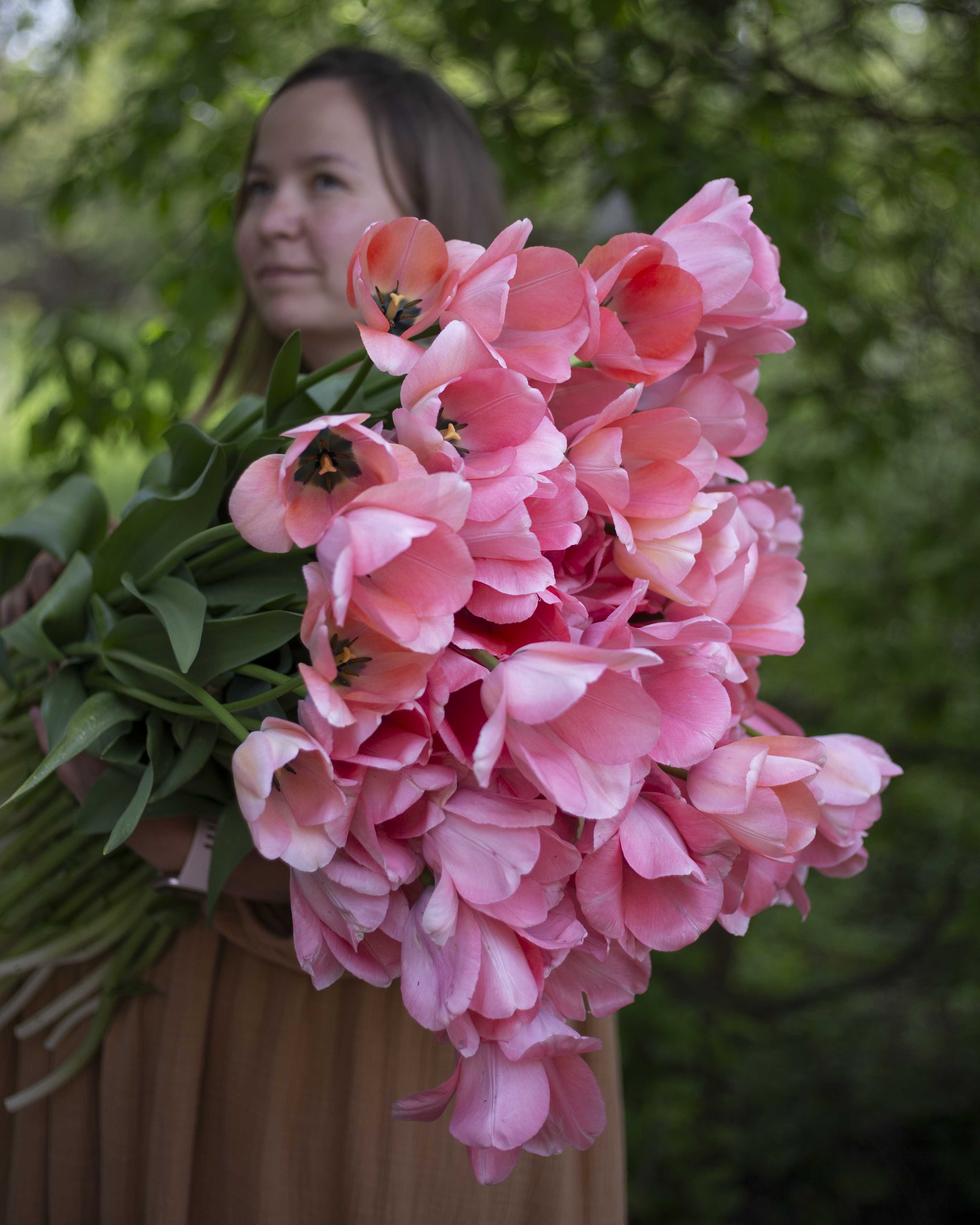 Yksinkertainen tulppaani Bella Blush