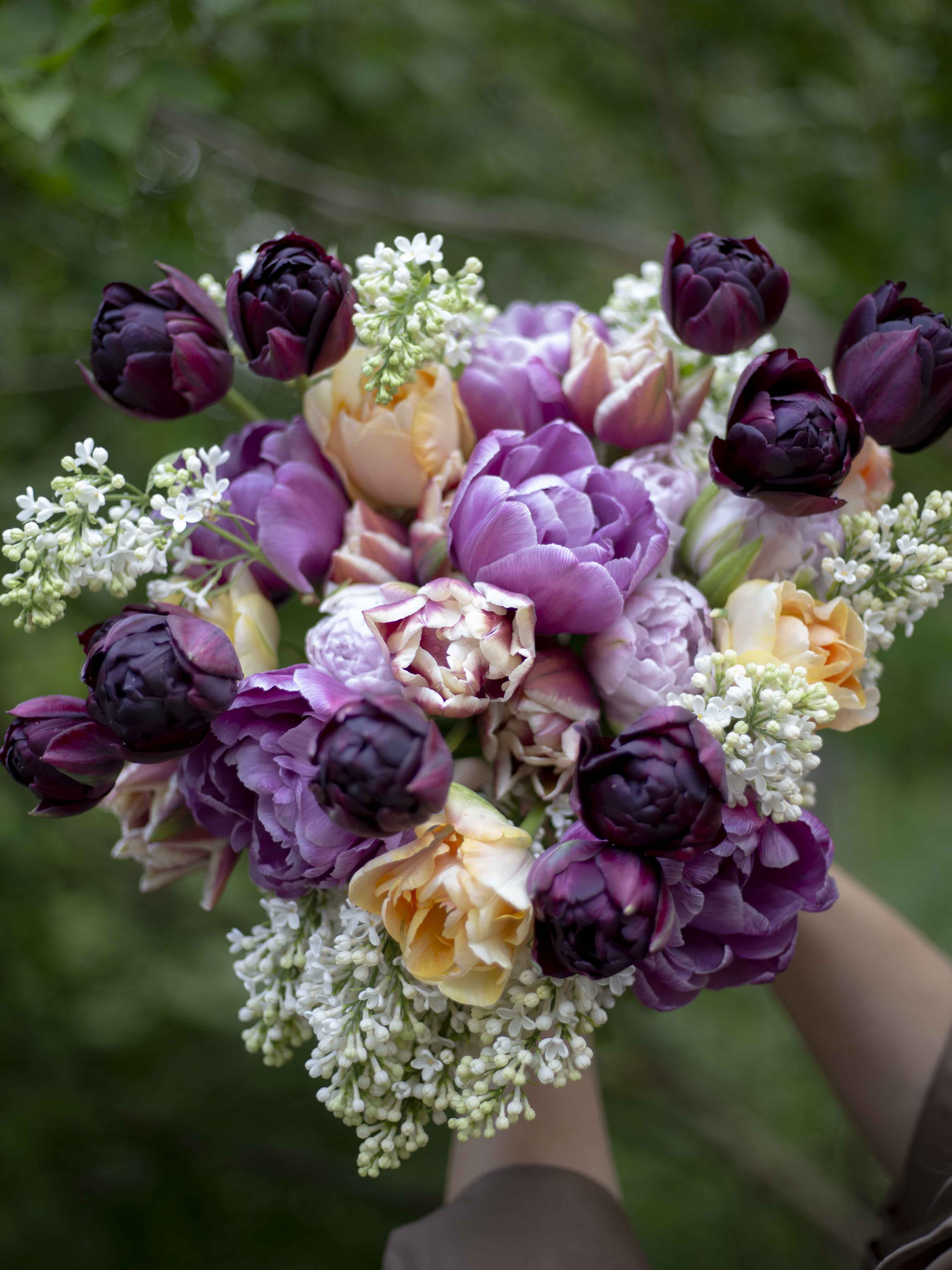 Kerrannainen tulppaani Blue Diamond