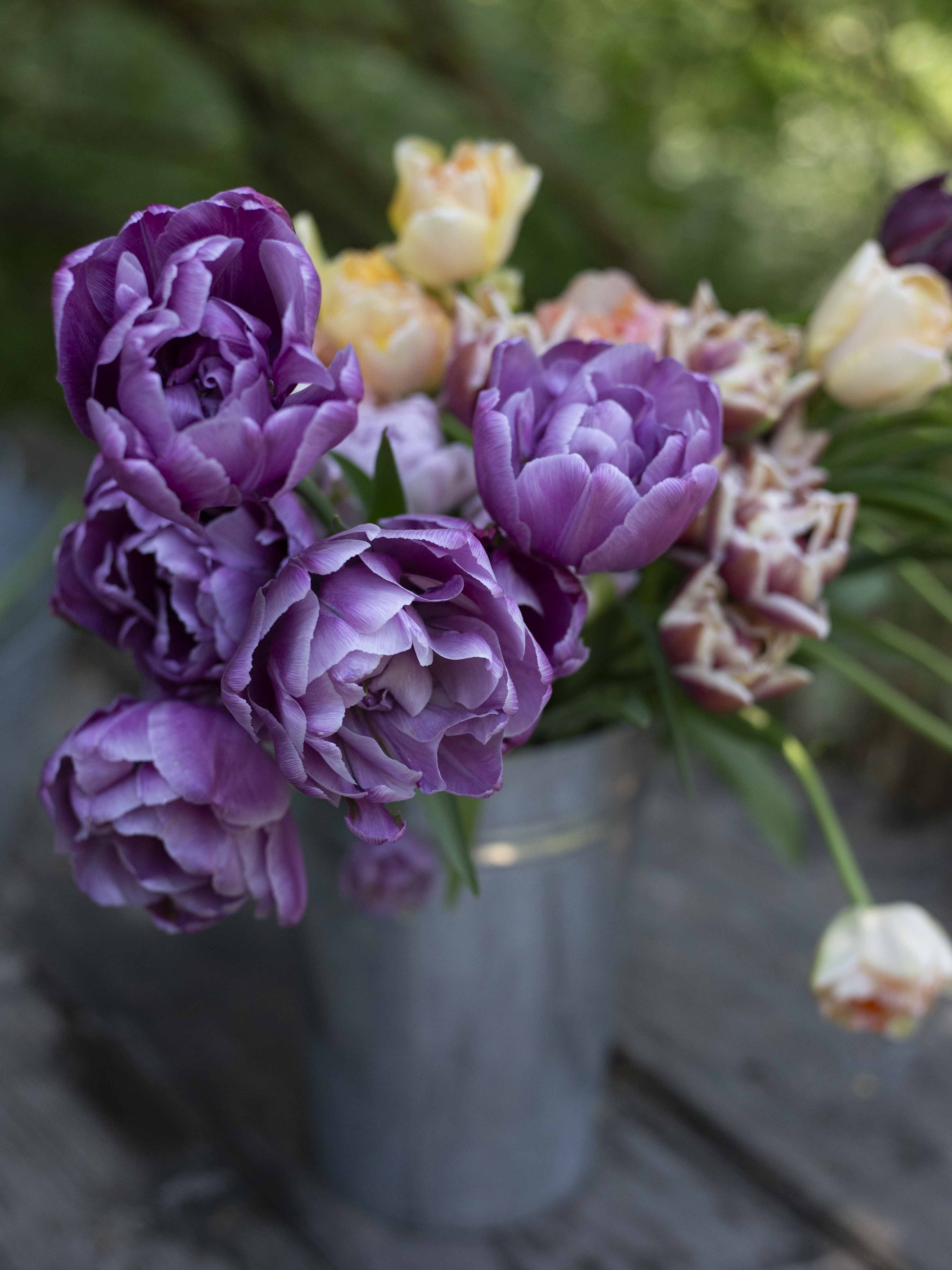 Kerrannainen tulppaani Blue Diamond