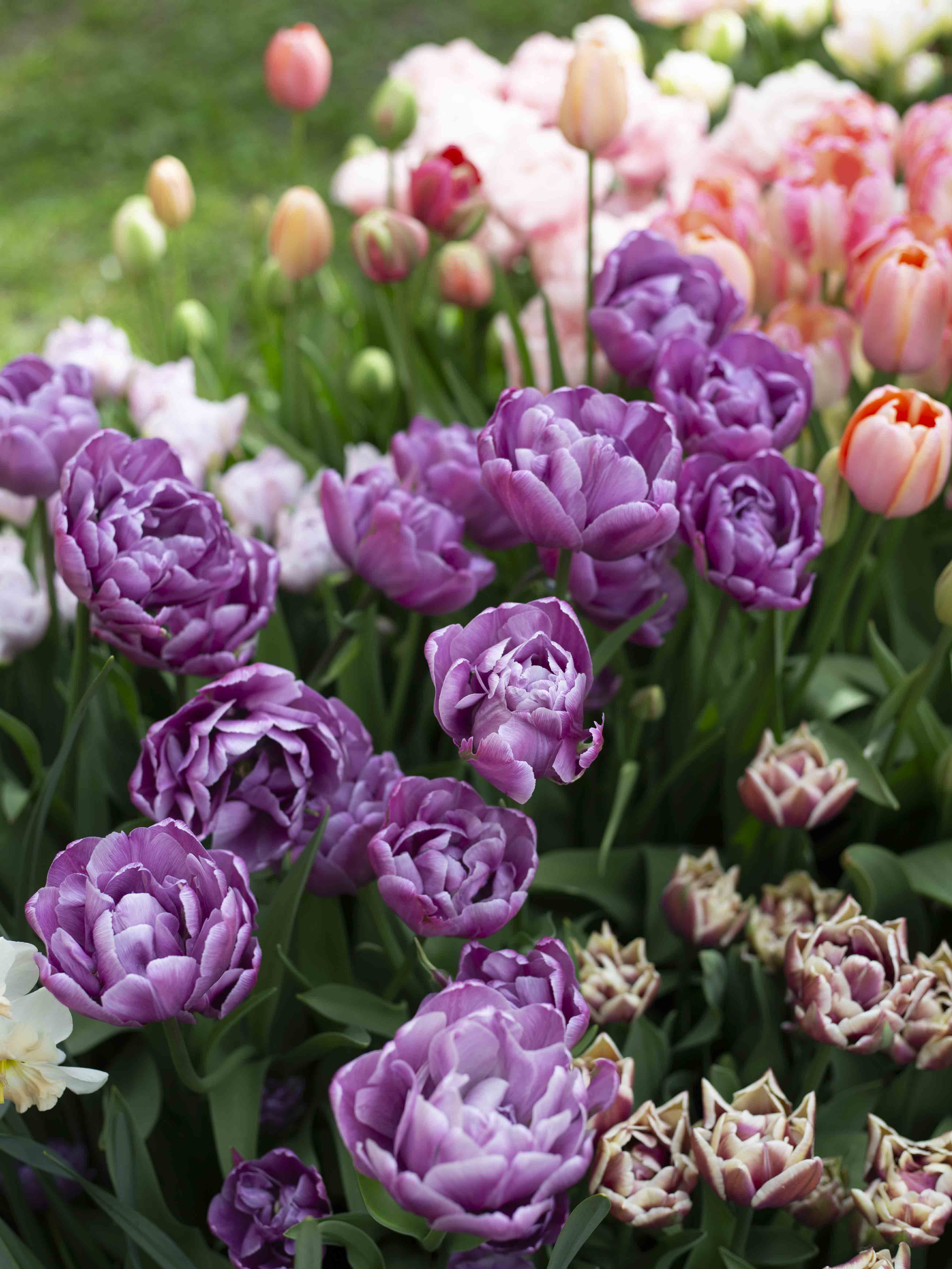 Kerrannainen tulppaani Blue Diamond