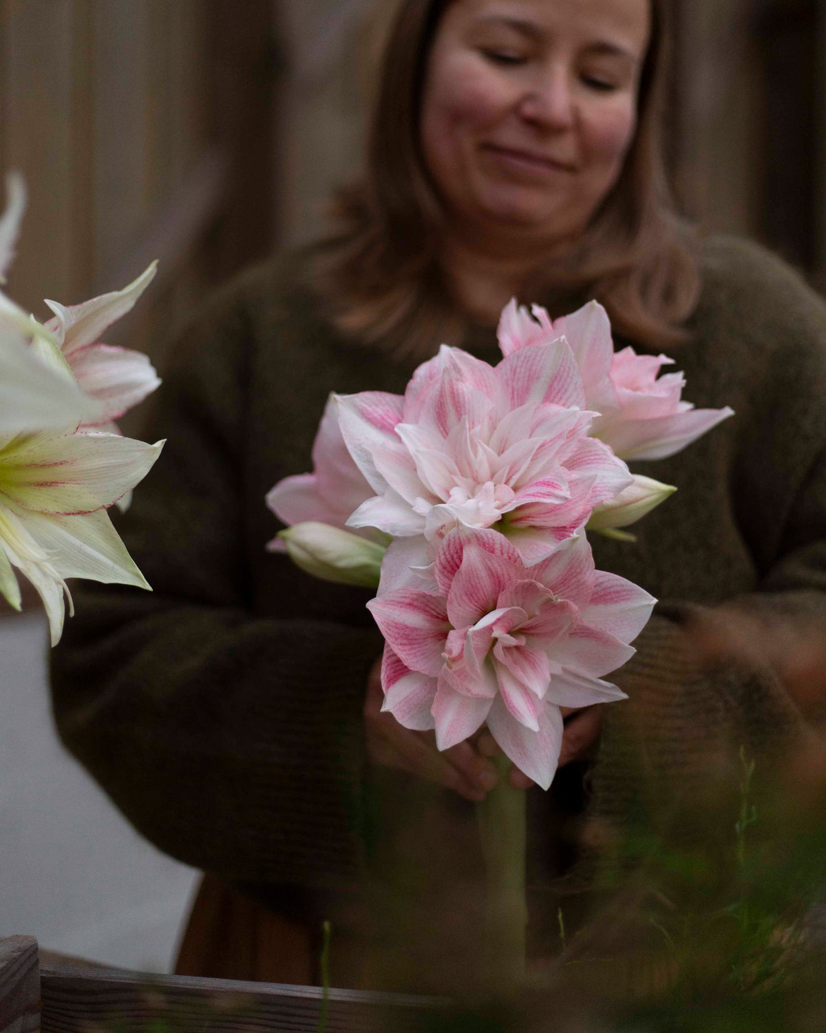 Amaryllis Candy Belle