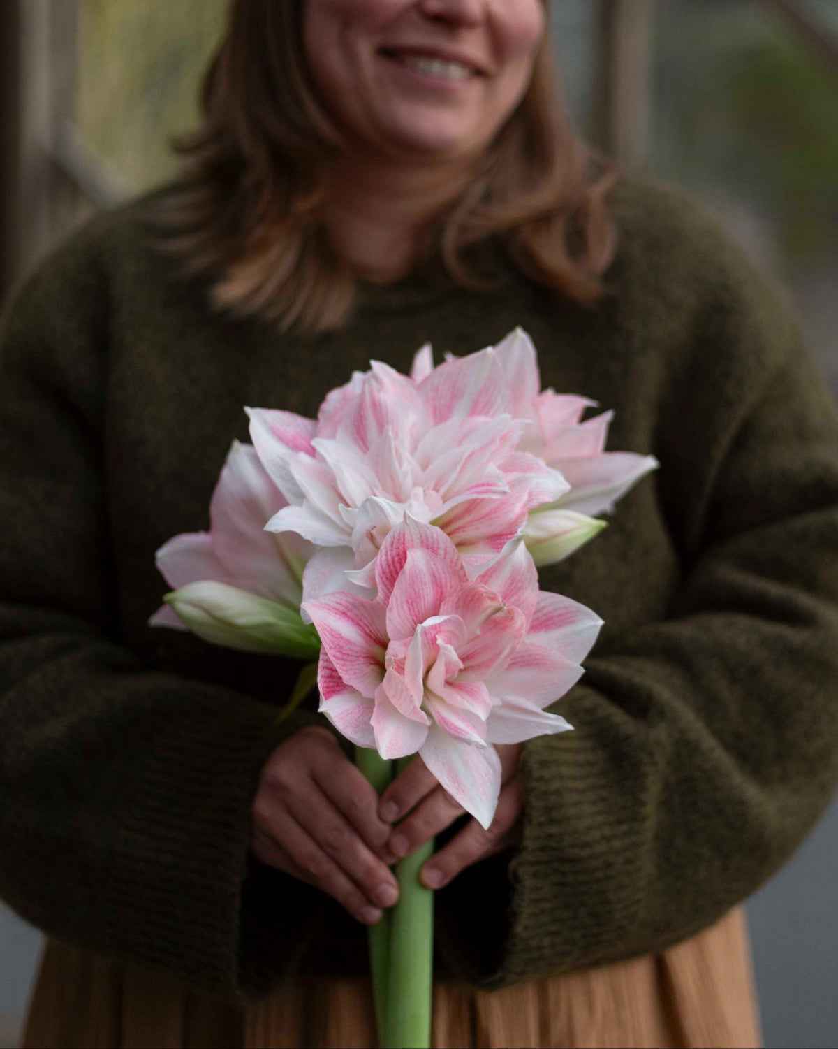Amaryllis Candy Belle